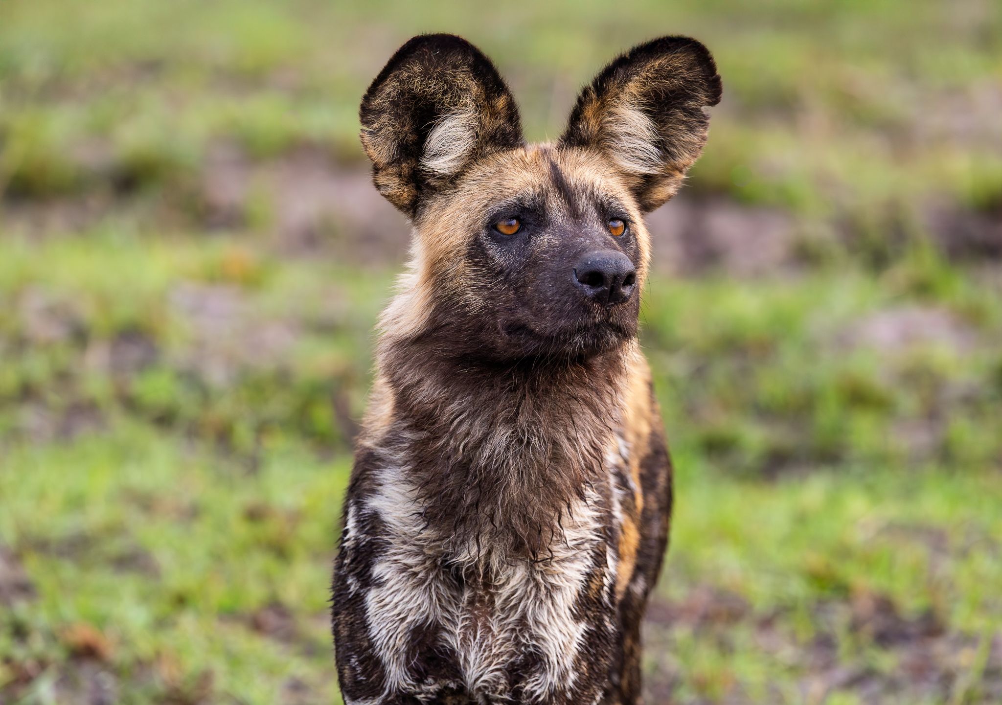 An African Wild Dog in the Okavango Delta, Botswana