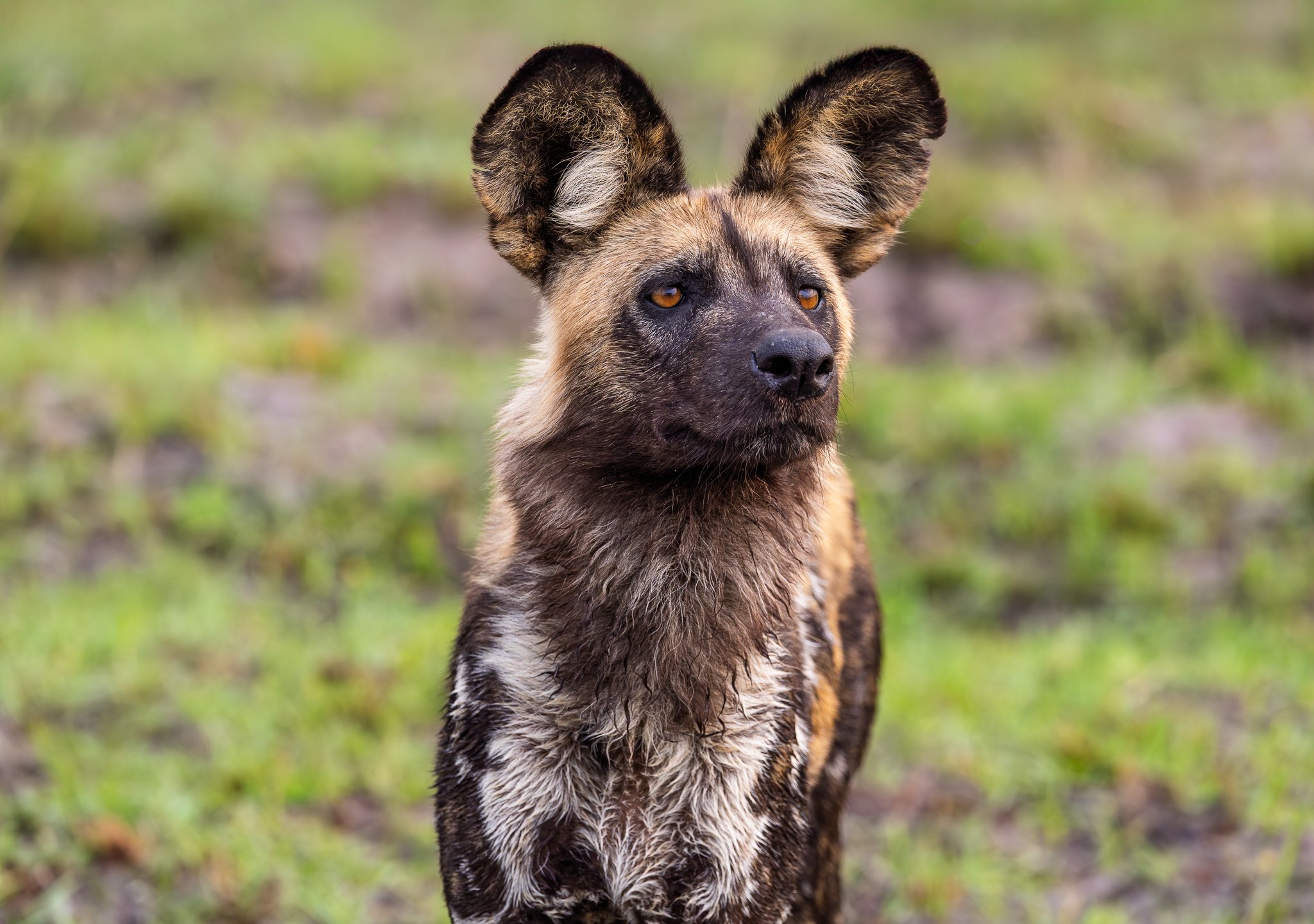 Wild Dogs, Coyotes, Jackals & Hyena