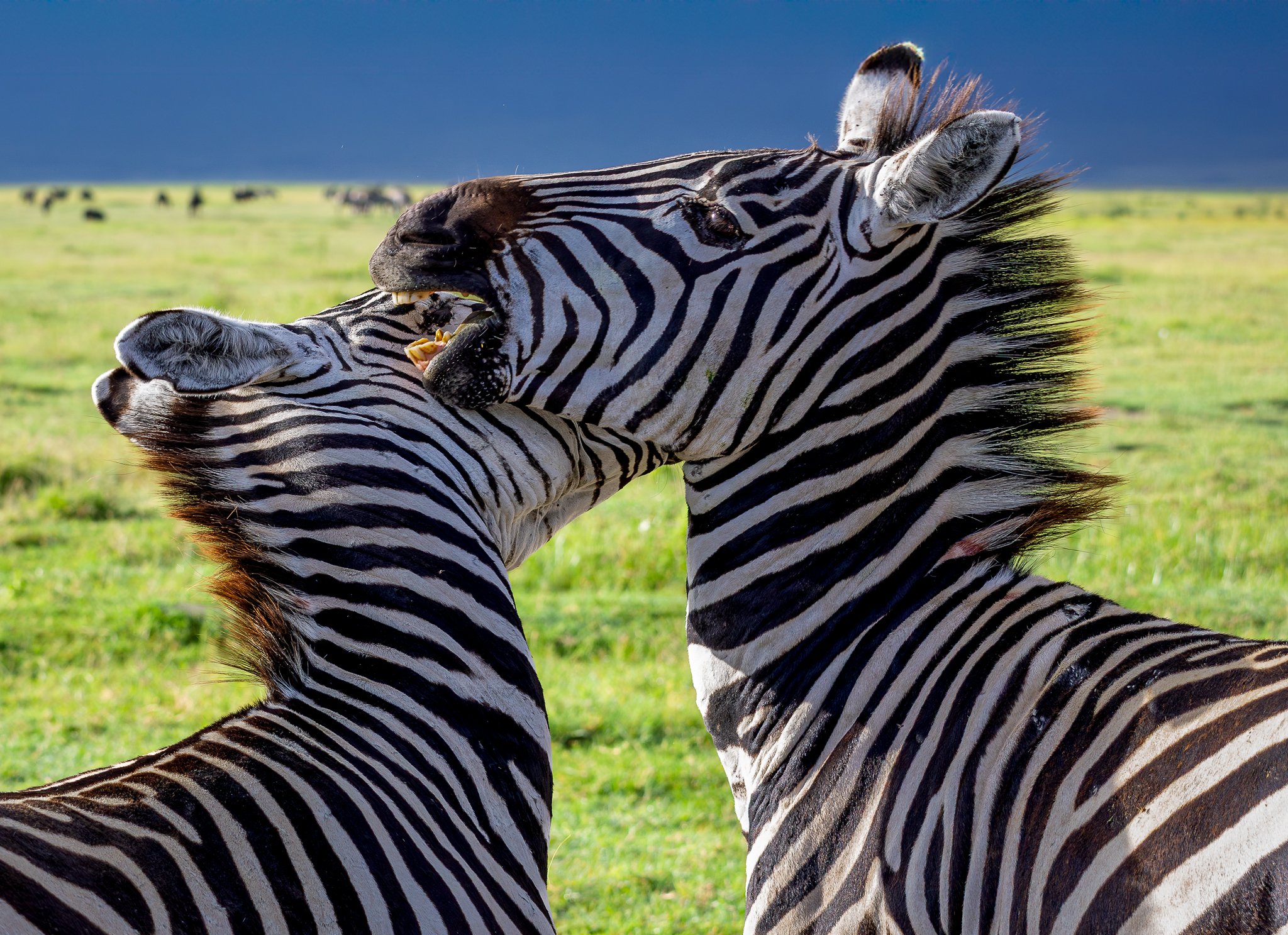 Giraffes, Zebras & Other Ungulates