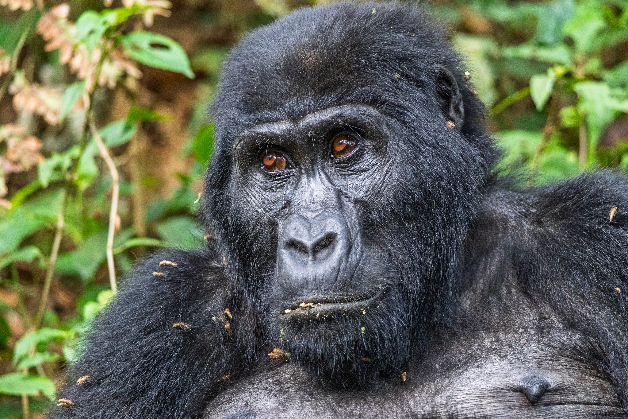 Apes, Monkeys, Baboons & Lemurs