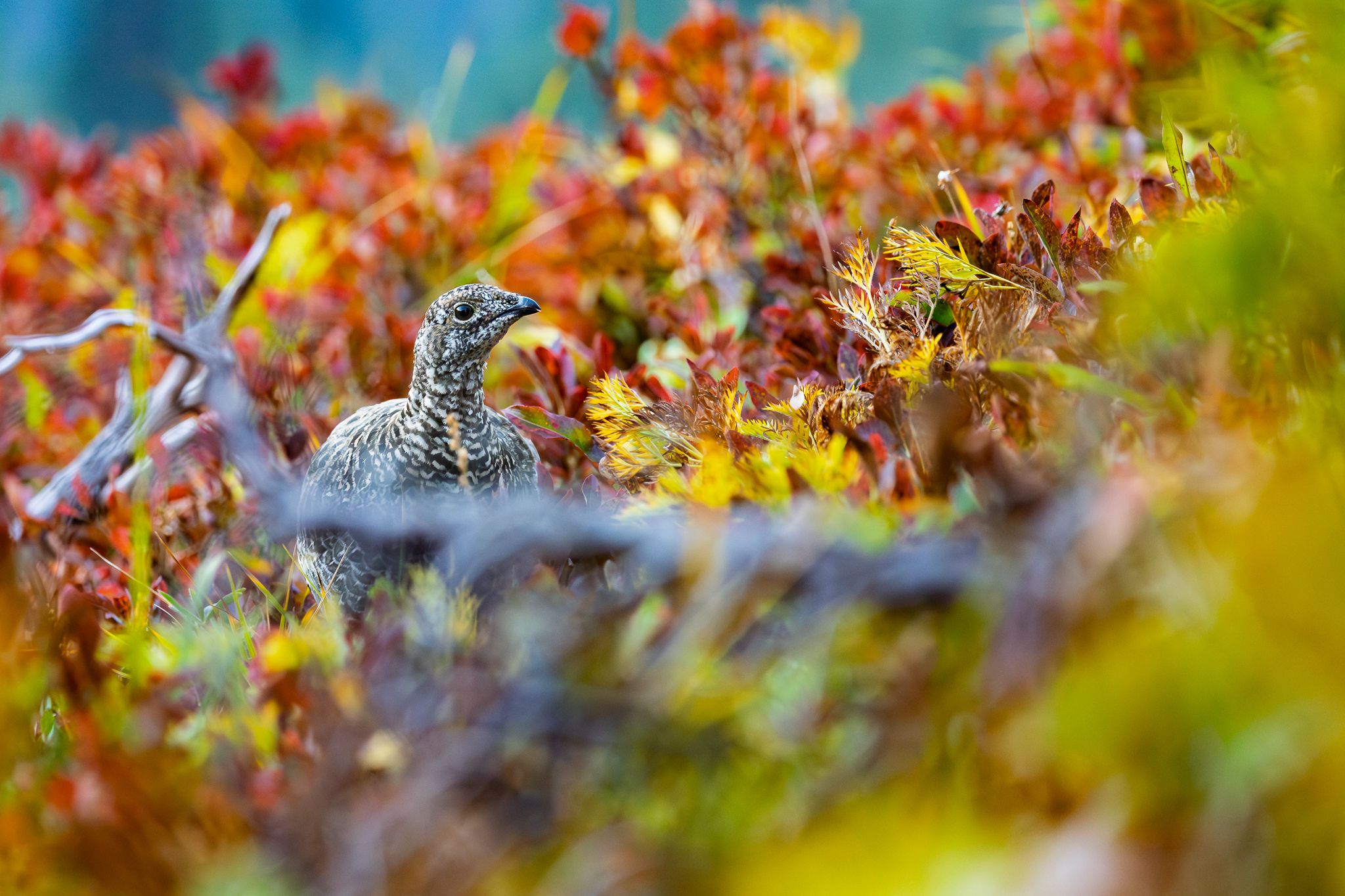 A Sooty Grouse in the fall foliage at Mt. Rainier National Park.
