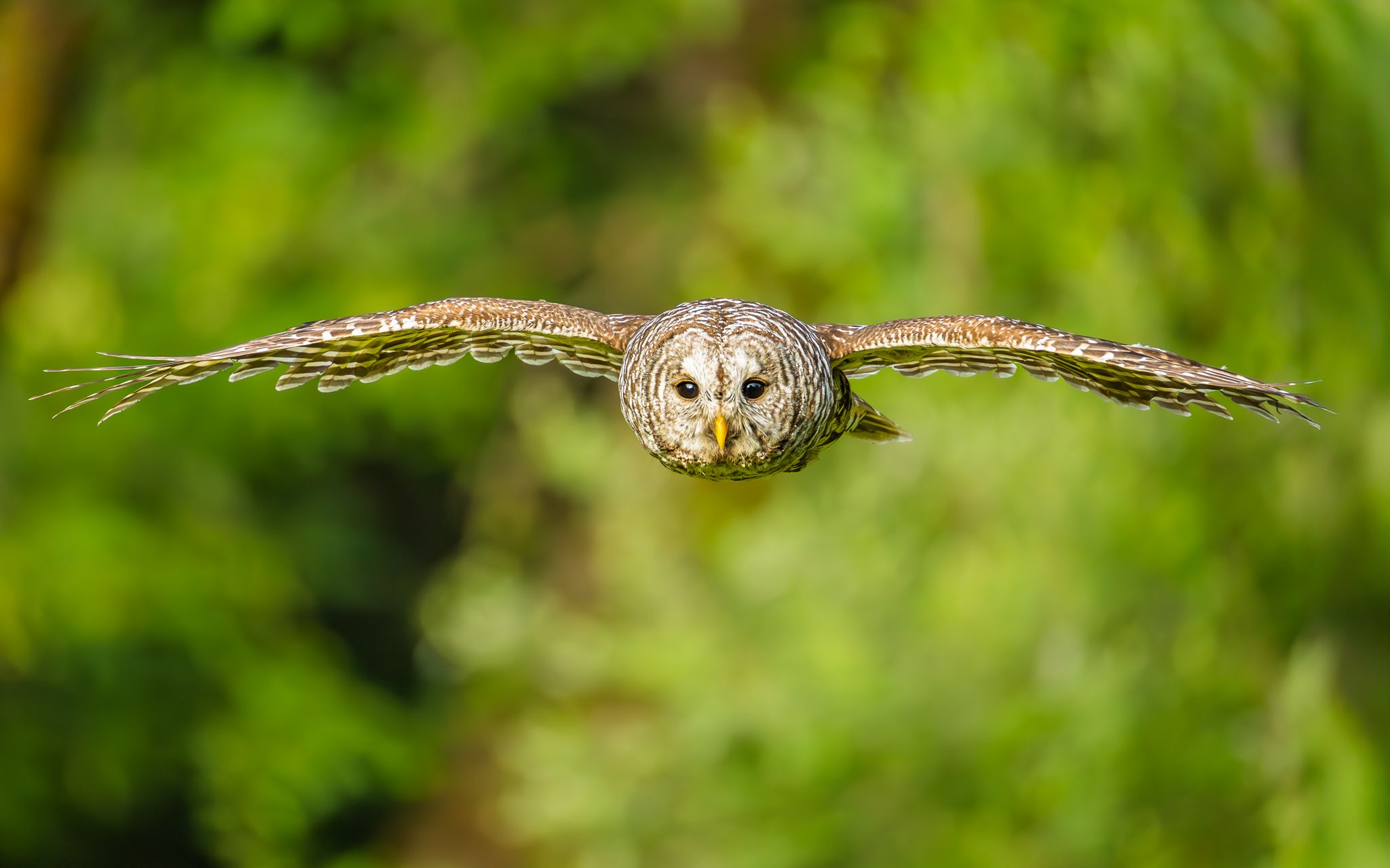 A Barred Owl Flying in Washington State.