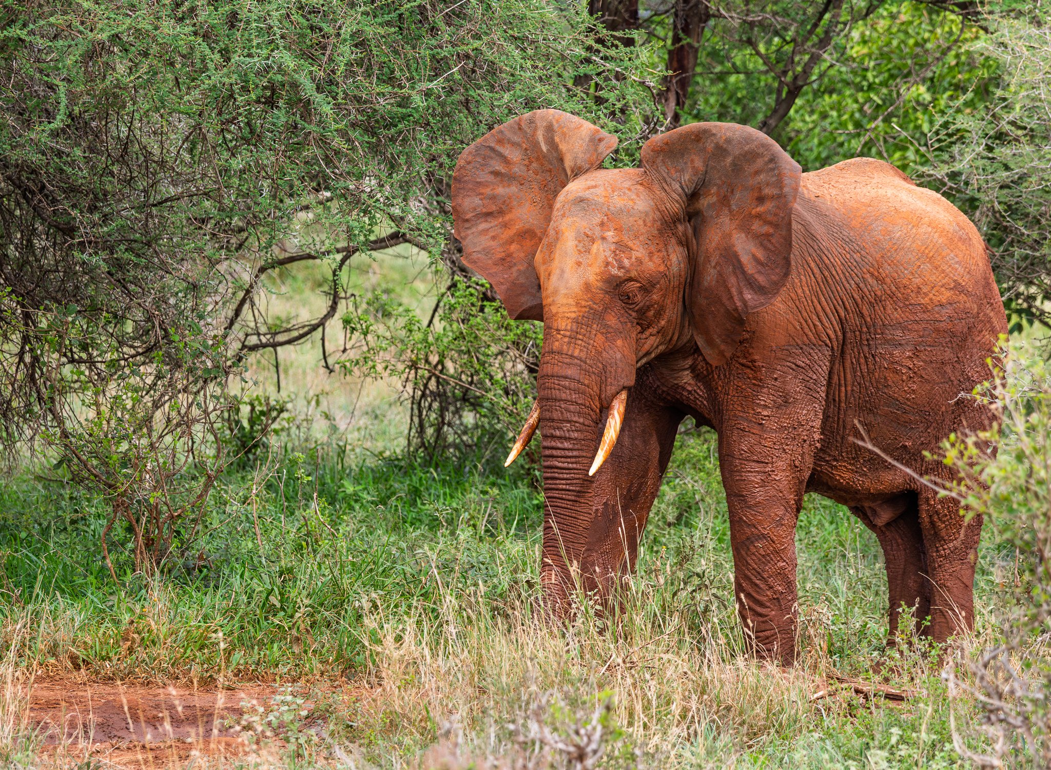 Elephants, Rhinos & Hippos