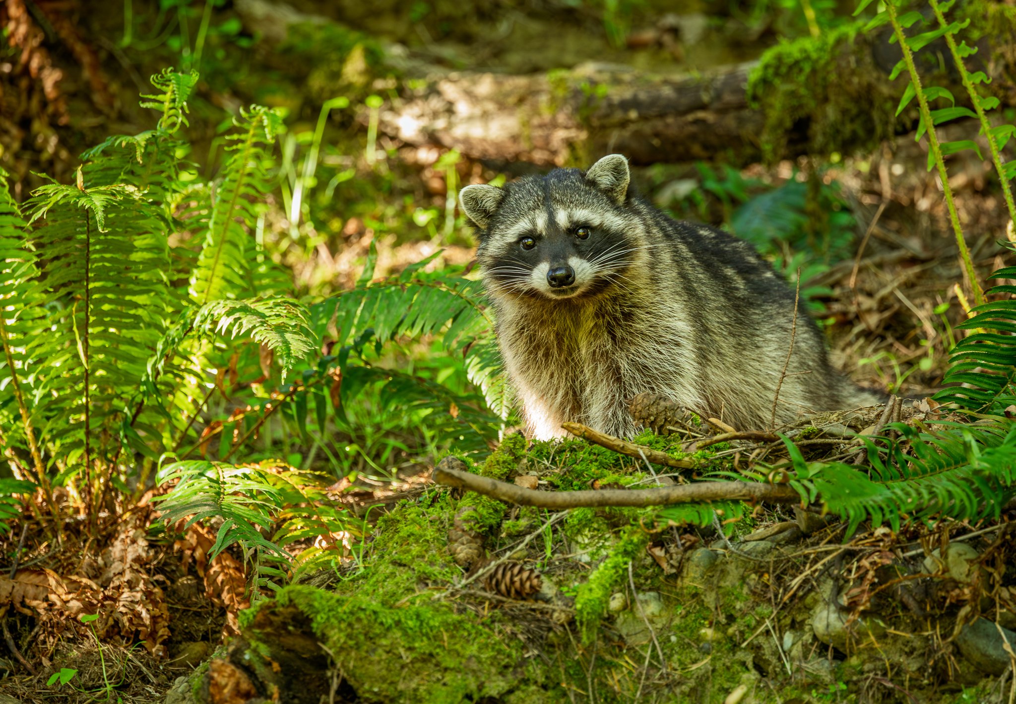 Otters, Mongoose & Raccoons