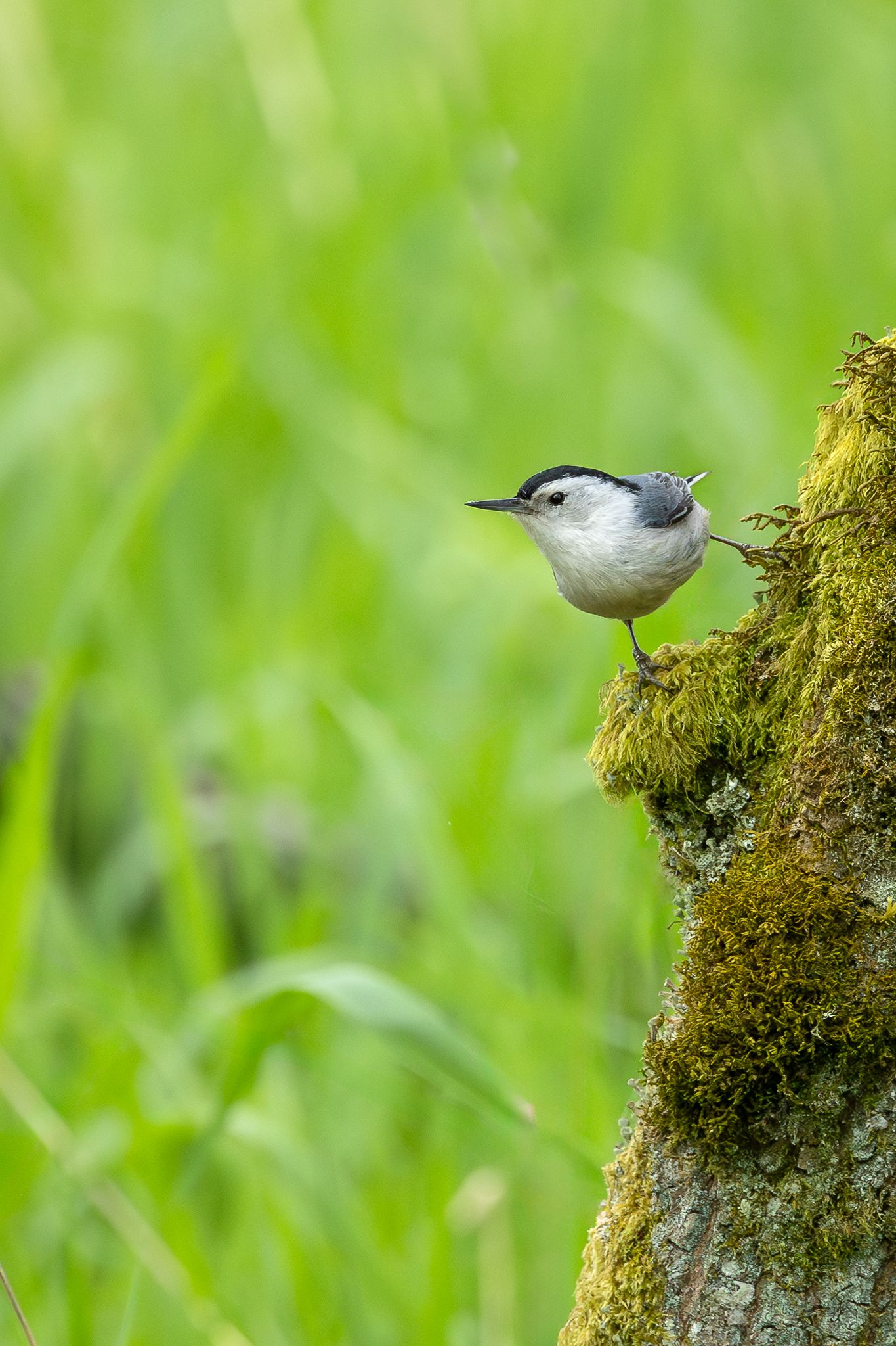 A White-breasted Nuthatch in Washington State.