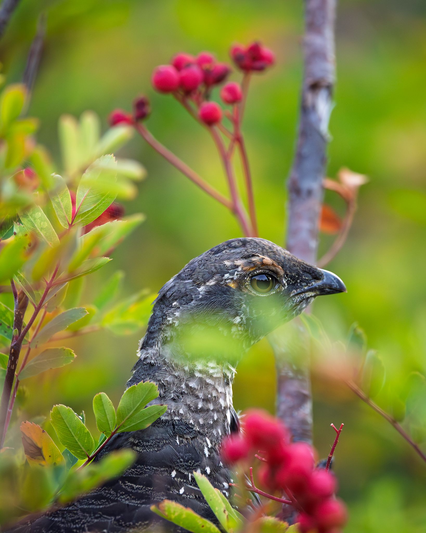 A Sooty Grouse in Mt. Rainier National Park