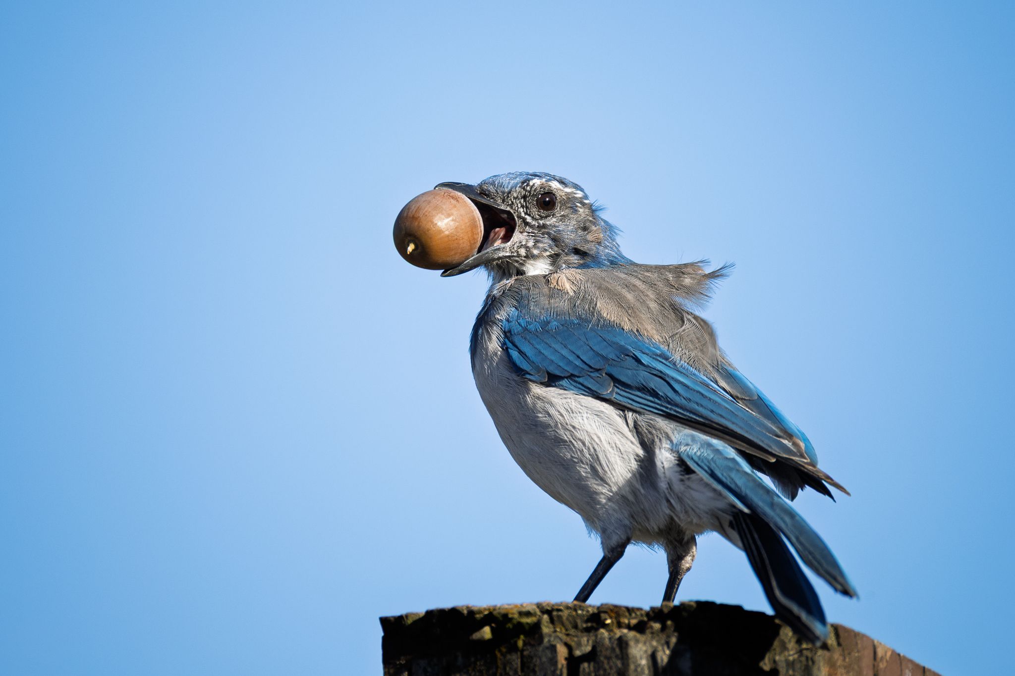 A California Scrub Jay in Ridgefield National Wildlife Refuge.