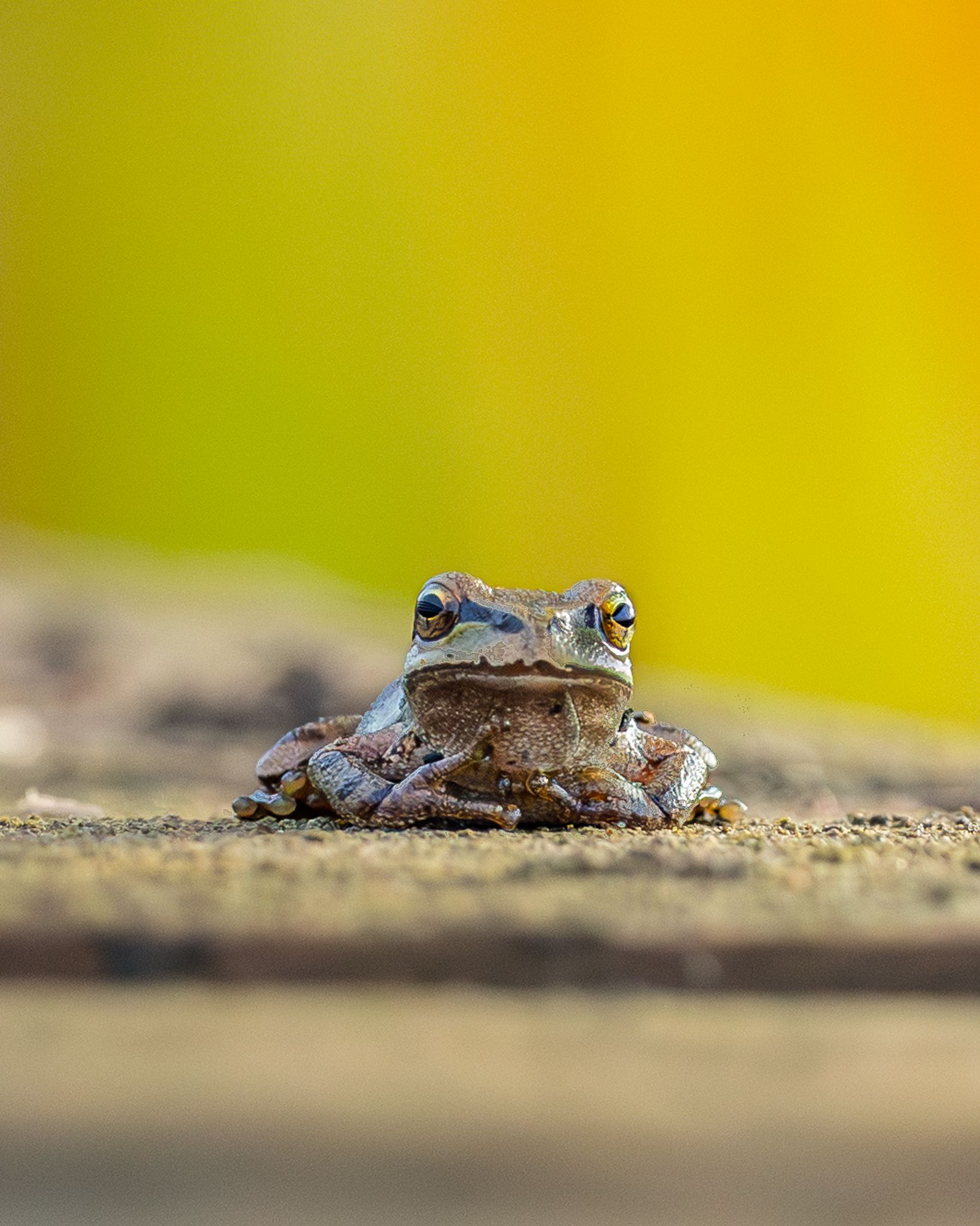 A Pacific Chorus Frog in Ridgefield National Wildlife Refuge.