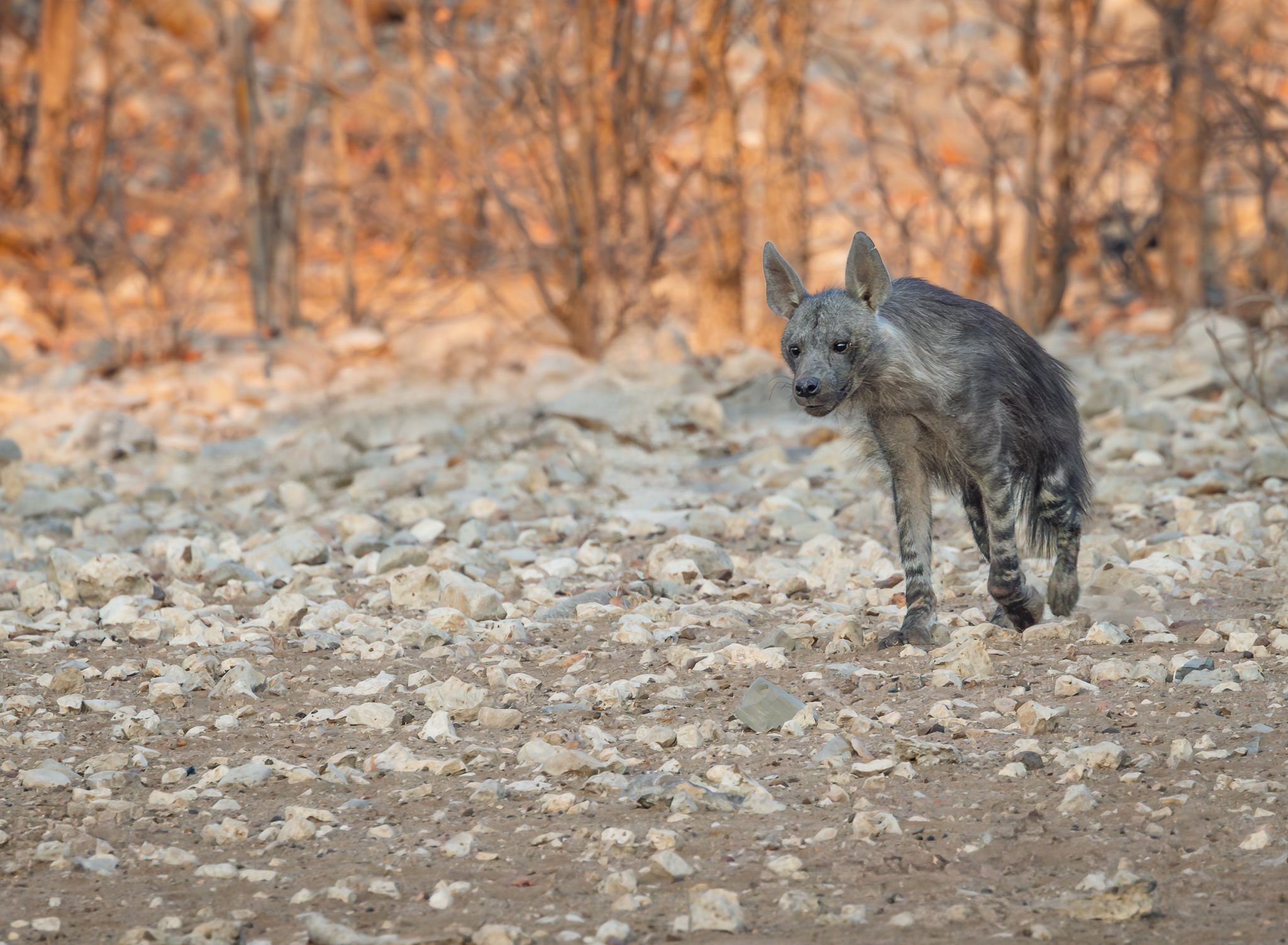 A rarely seen Brown Hyena by Etosha National Park in Namibia.