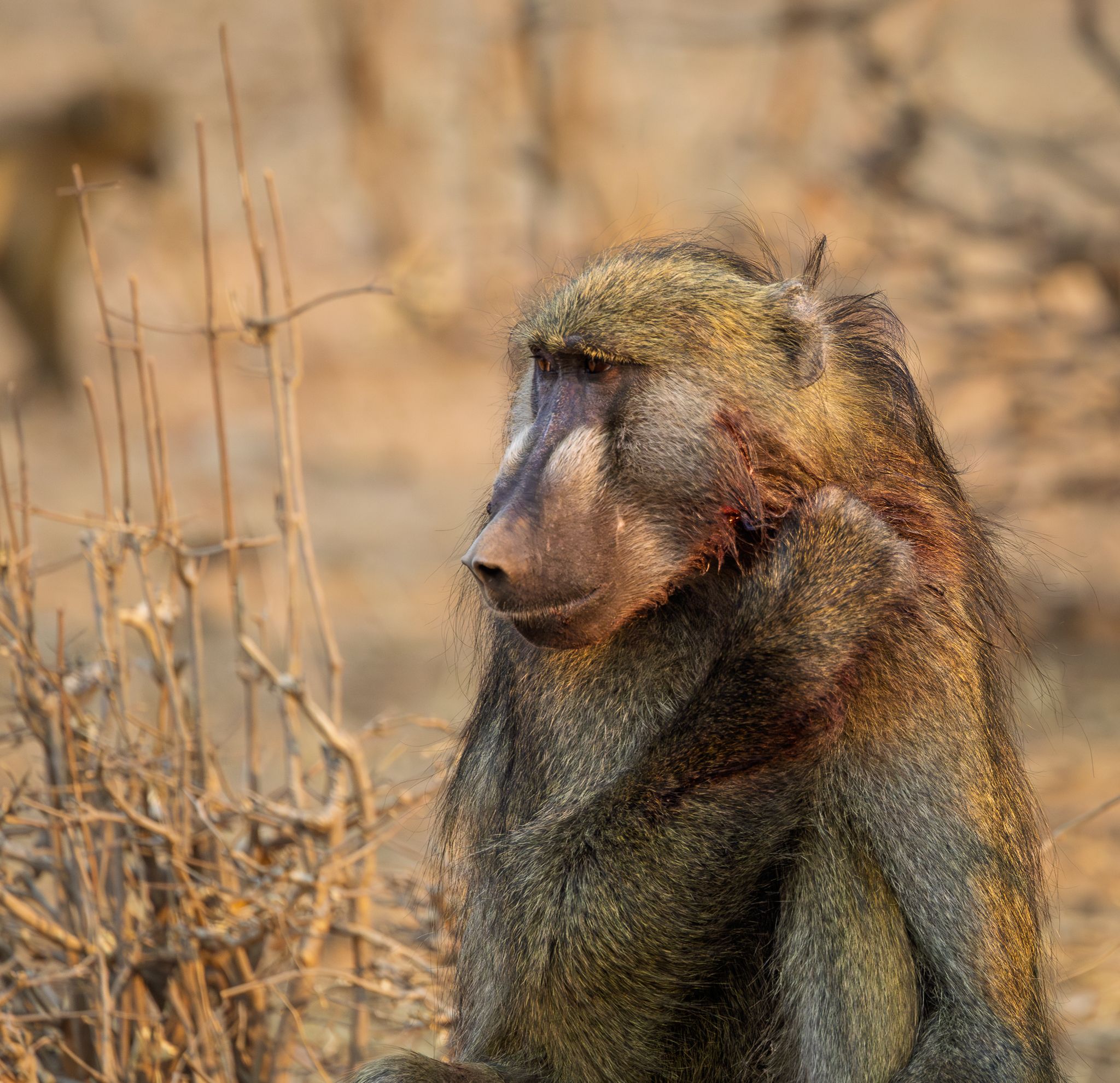 A Chacma Baboon that appears to have a gash on his cheek in Chobe National Park, Botswana