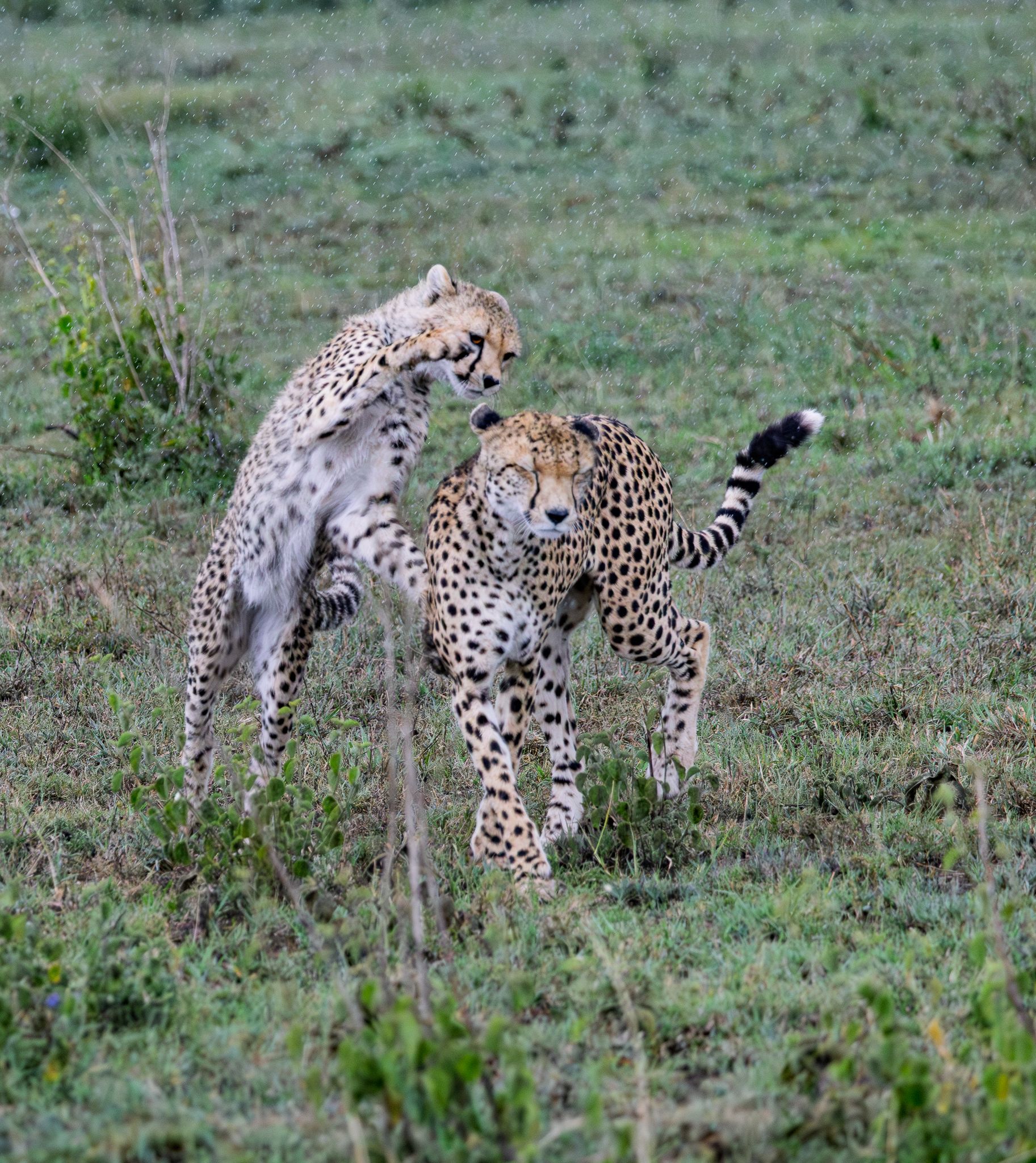 A Cheetah cub play attacking mom in the Serengeti, Tanzania.
