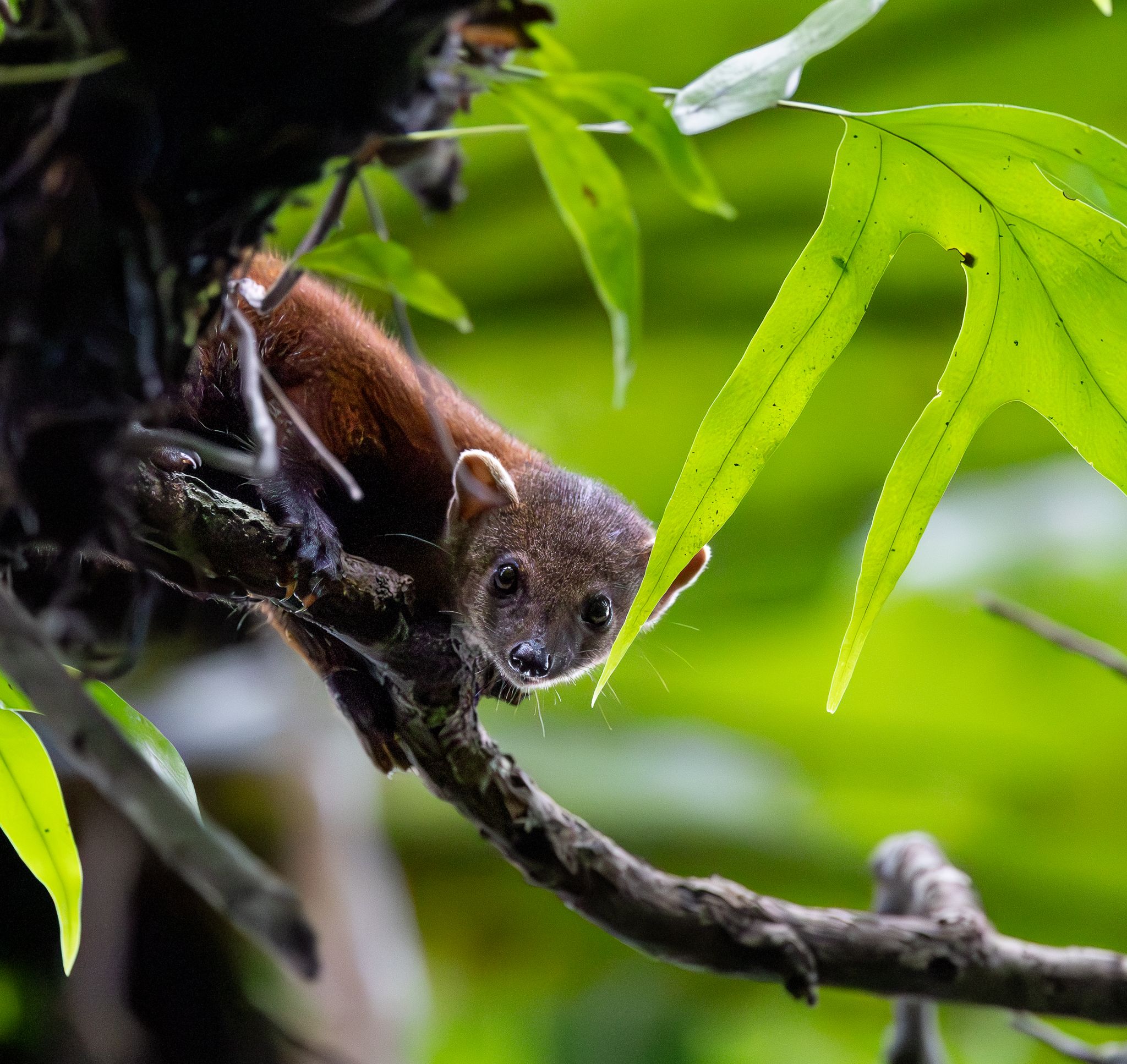 A Ring-tailed Mongoose in Masoala National Park, Madagascar.