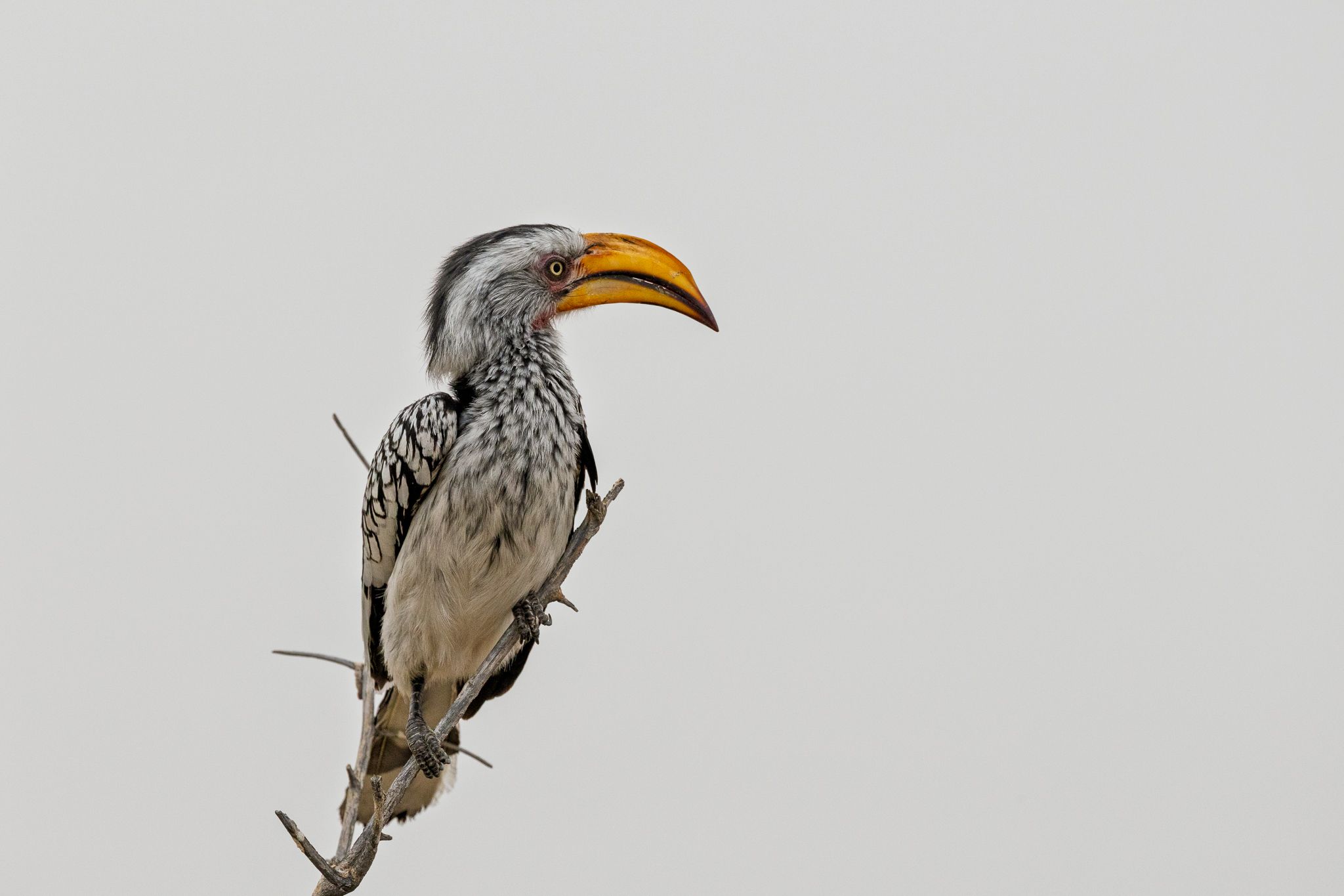 A Yellow-billed Hornbill in Namibia