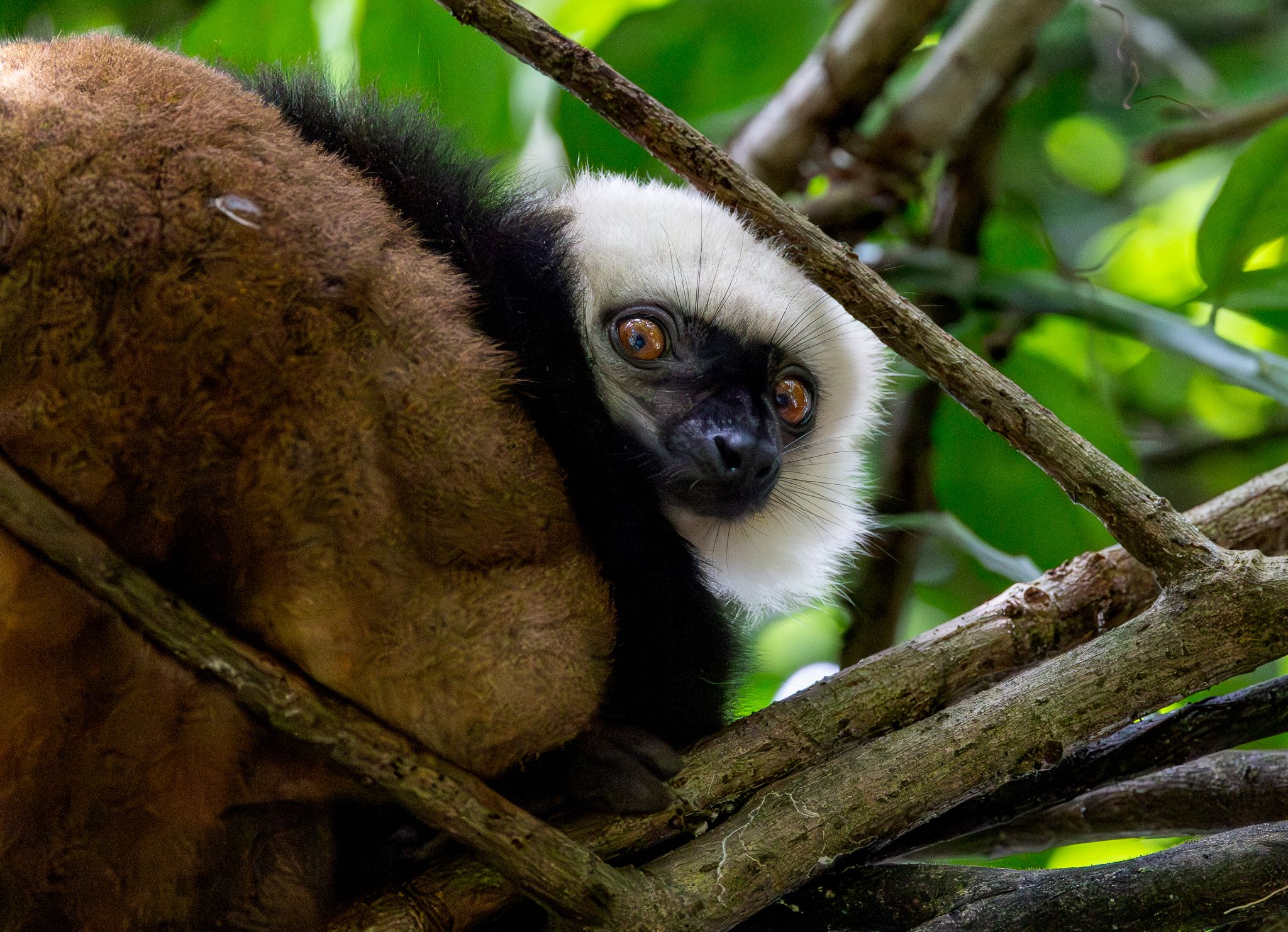 A White-fronted Brown Lemur resting in a tree within a village just outside of Masoala National Park, Madagascar.