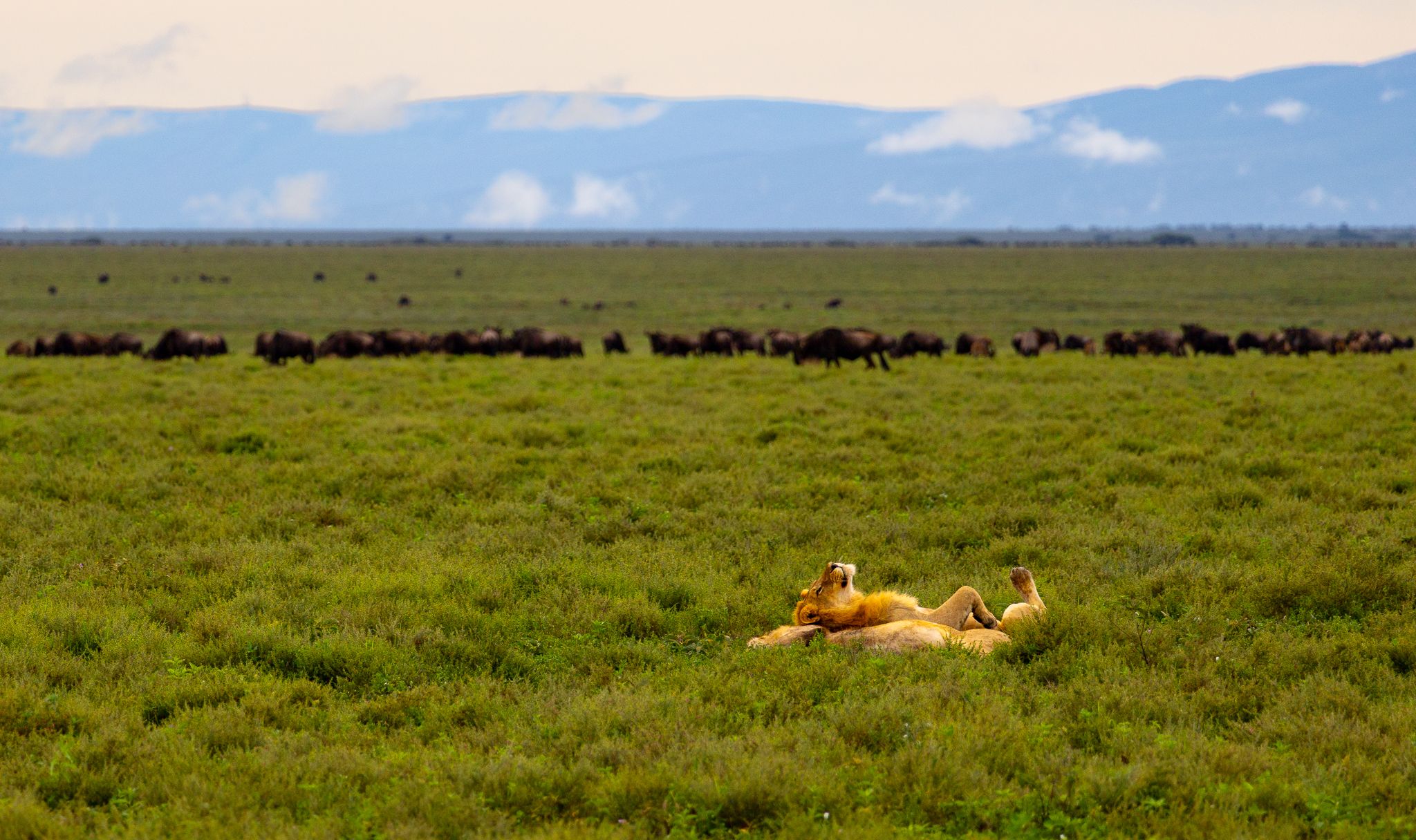 Two lions taking a lazy afternoon siesta with a herd of Wildebeest grazing nearby. Ndutu, Tanzania.