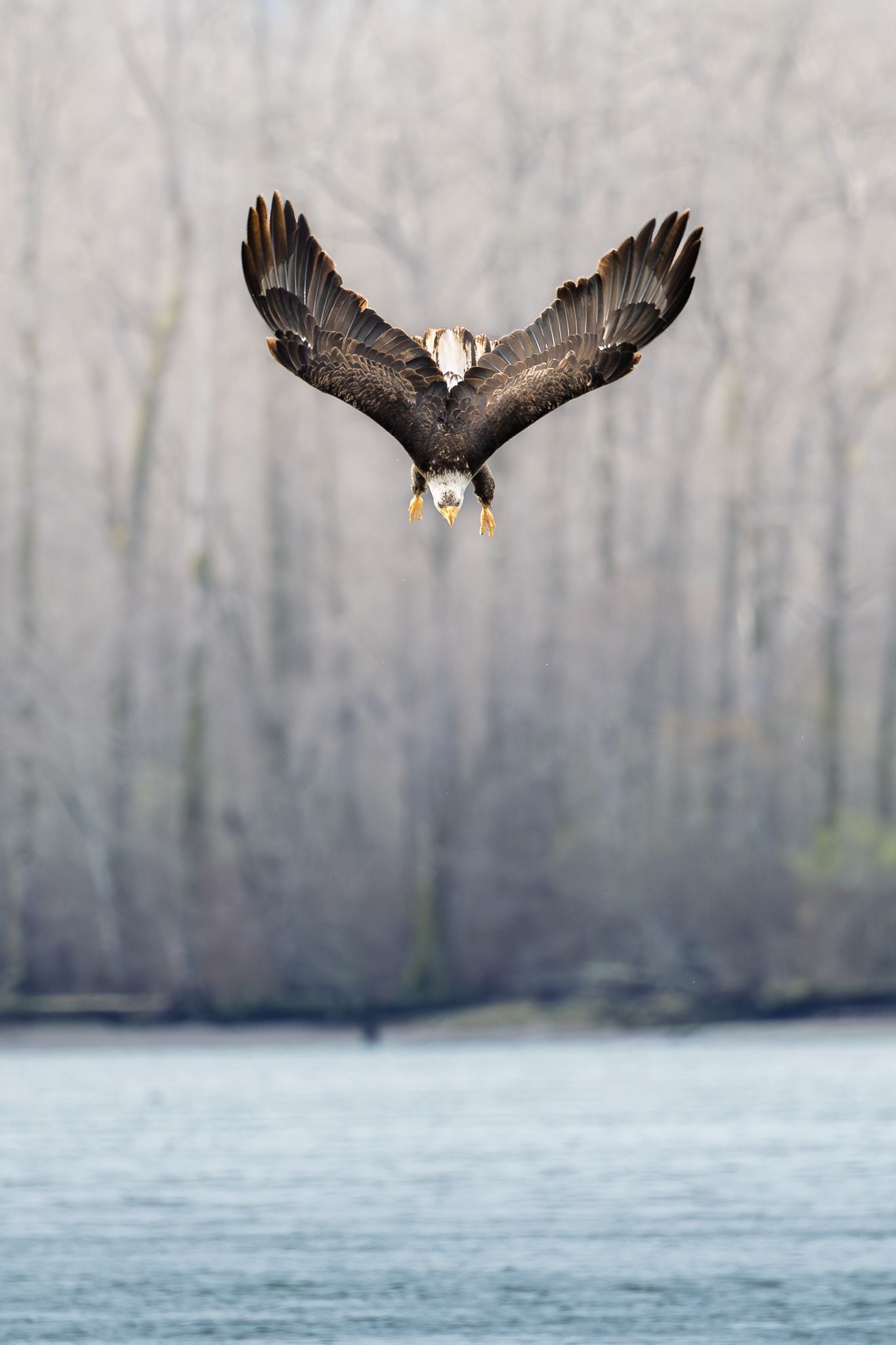 A Bald Eagle diving for smelt in the Columbia River