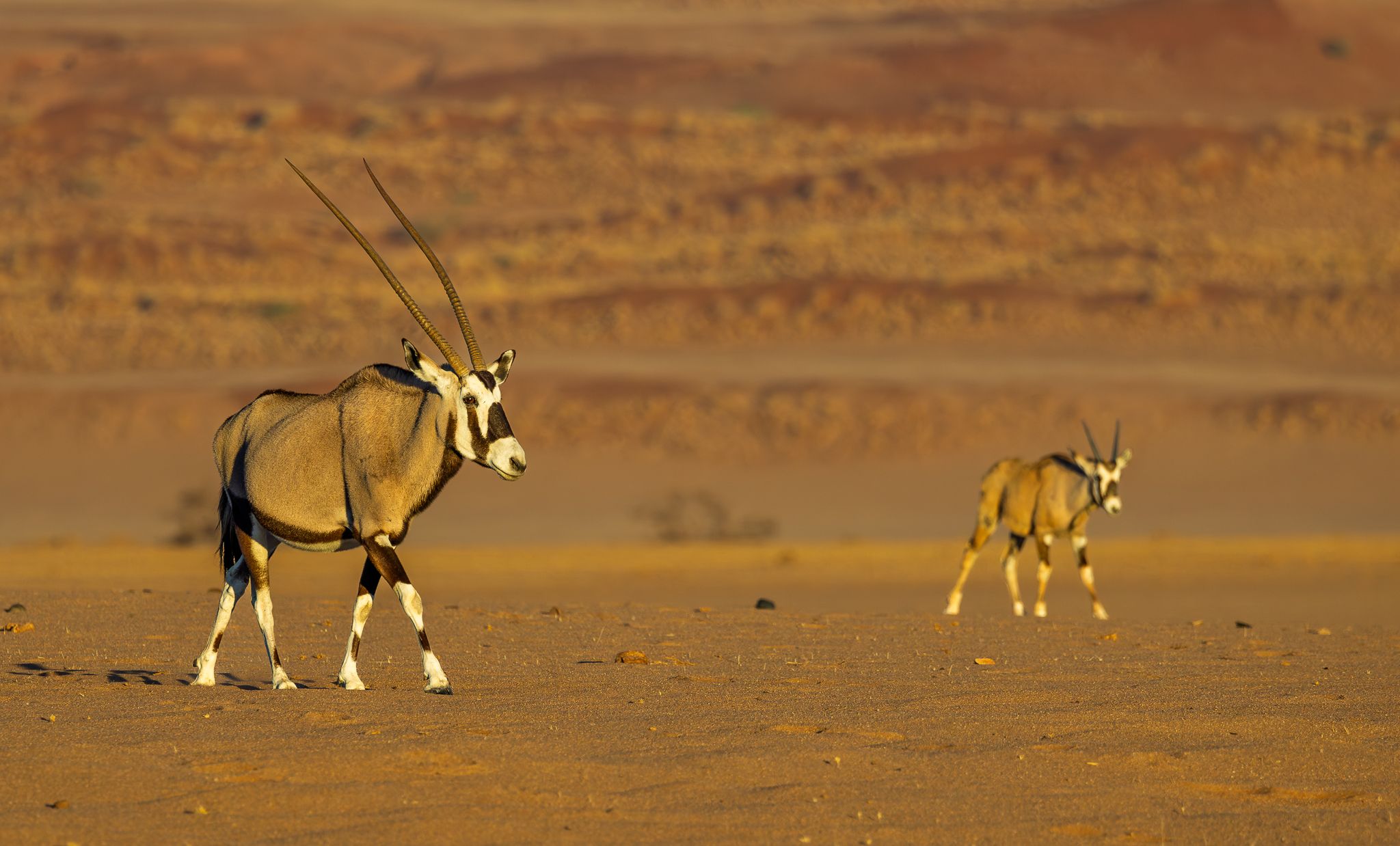 An Oryx and it's young in the Namib Desert in Namibia.