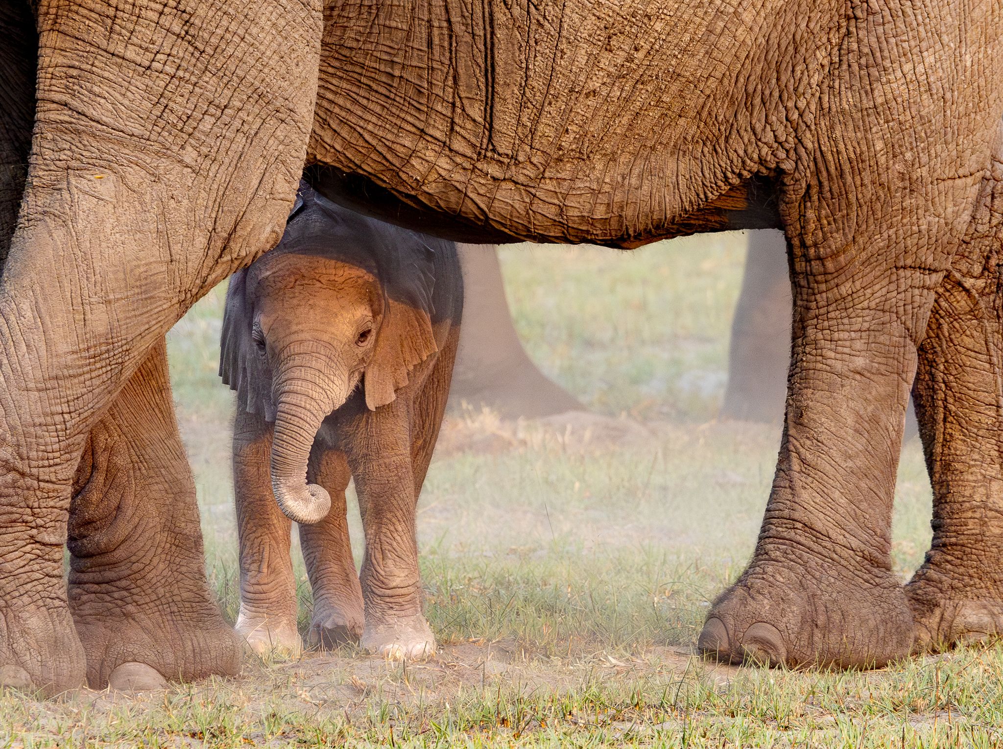 A young Elephant hiding under mom in the Okavango Delta, Botswana.
