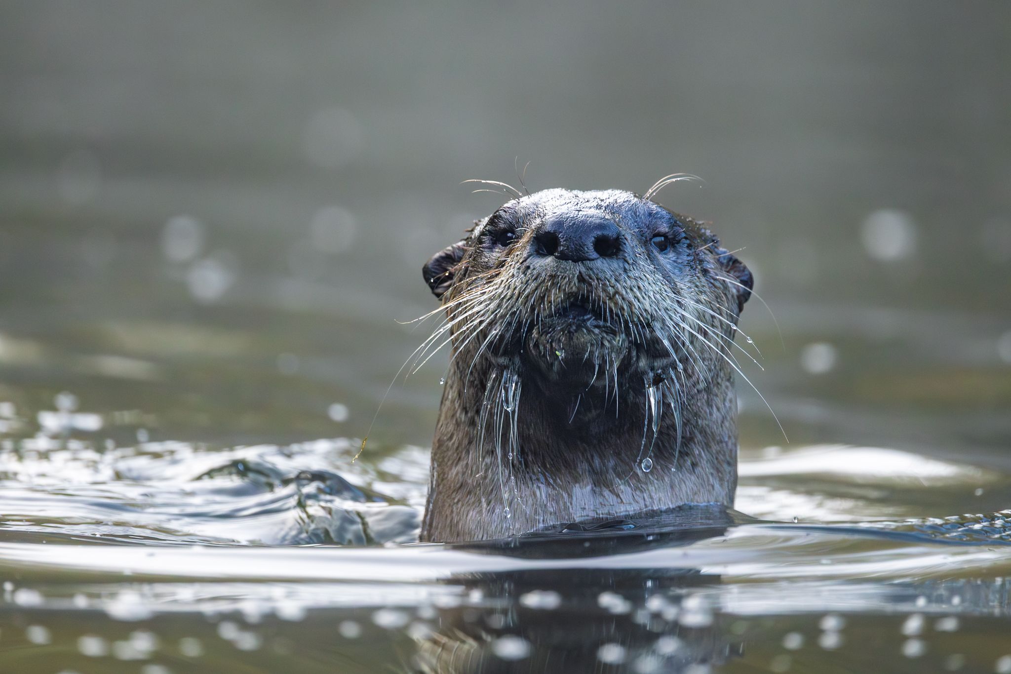 A North American River Otter who raised his head up to check out what I was doing.