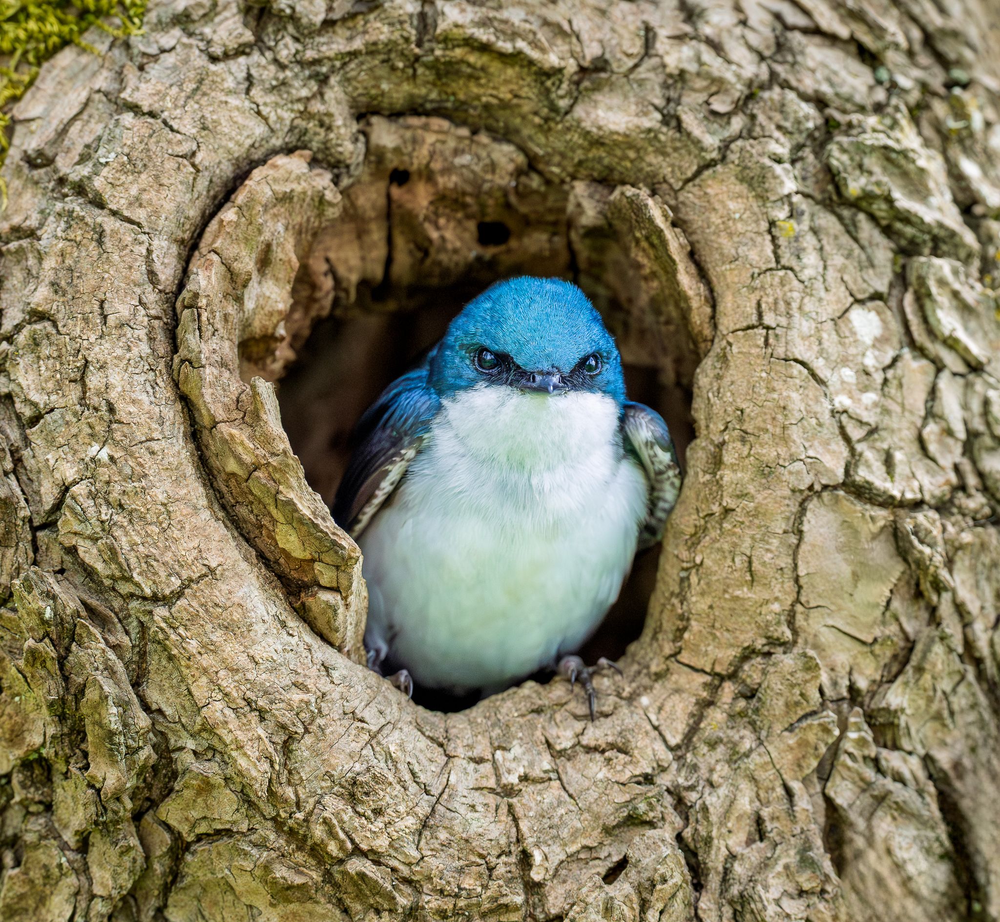 A Tree Swallow looking out of it's nest in Washington.