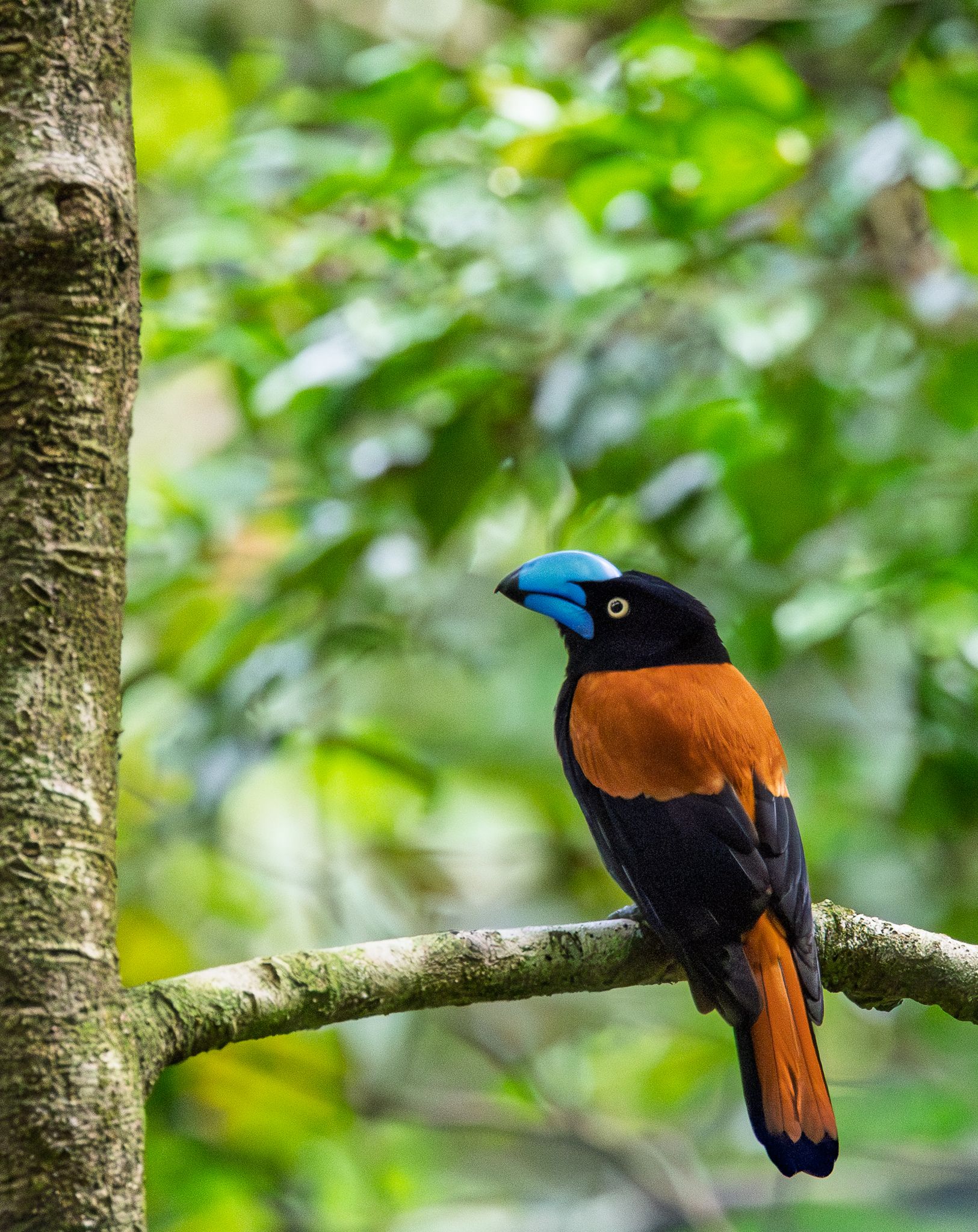 A Helmet Vanga in the rainforest of Masoala National Park, Madagascar