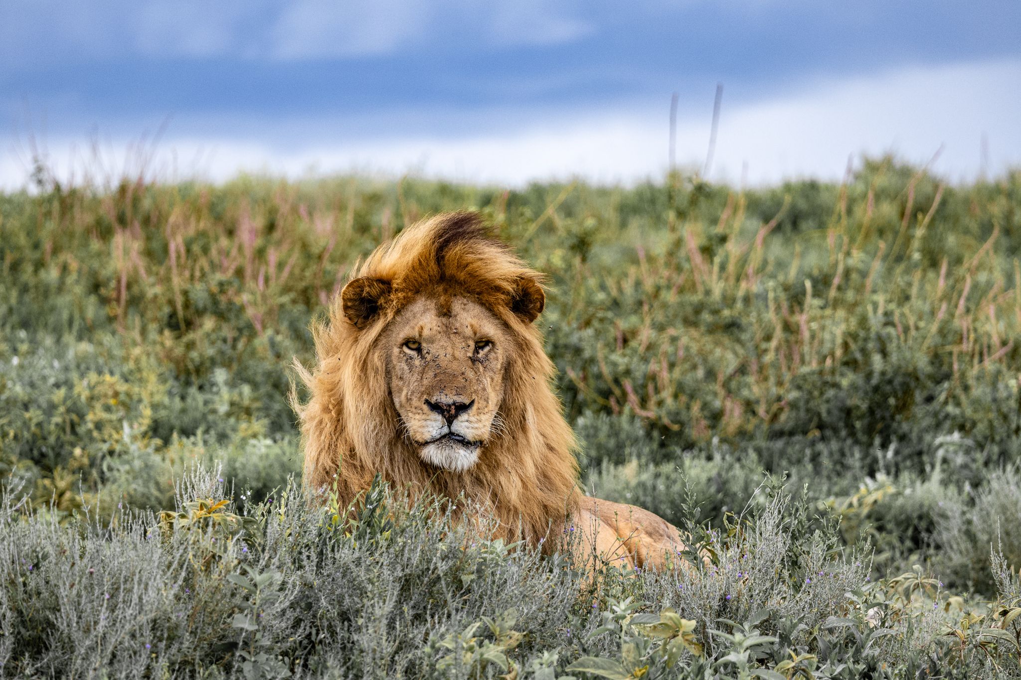 A majestic male Lion in  in Ndutu, Tanzania