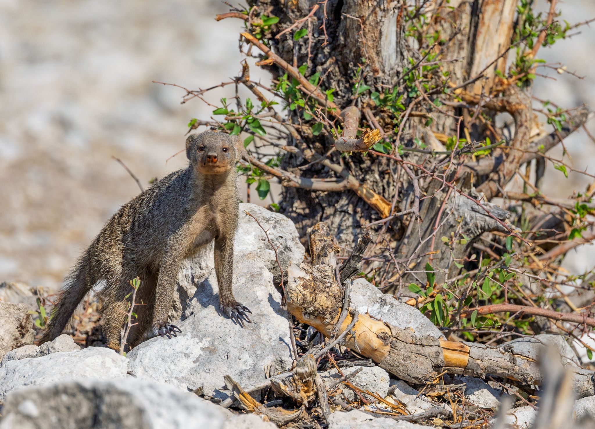 A Banded Mongoose searching for food in Etosha National Park, Namibia.