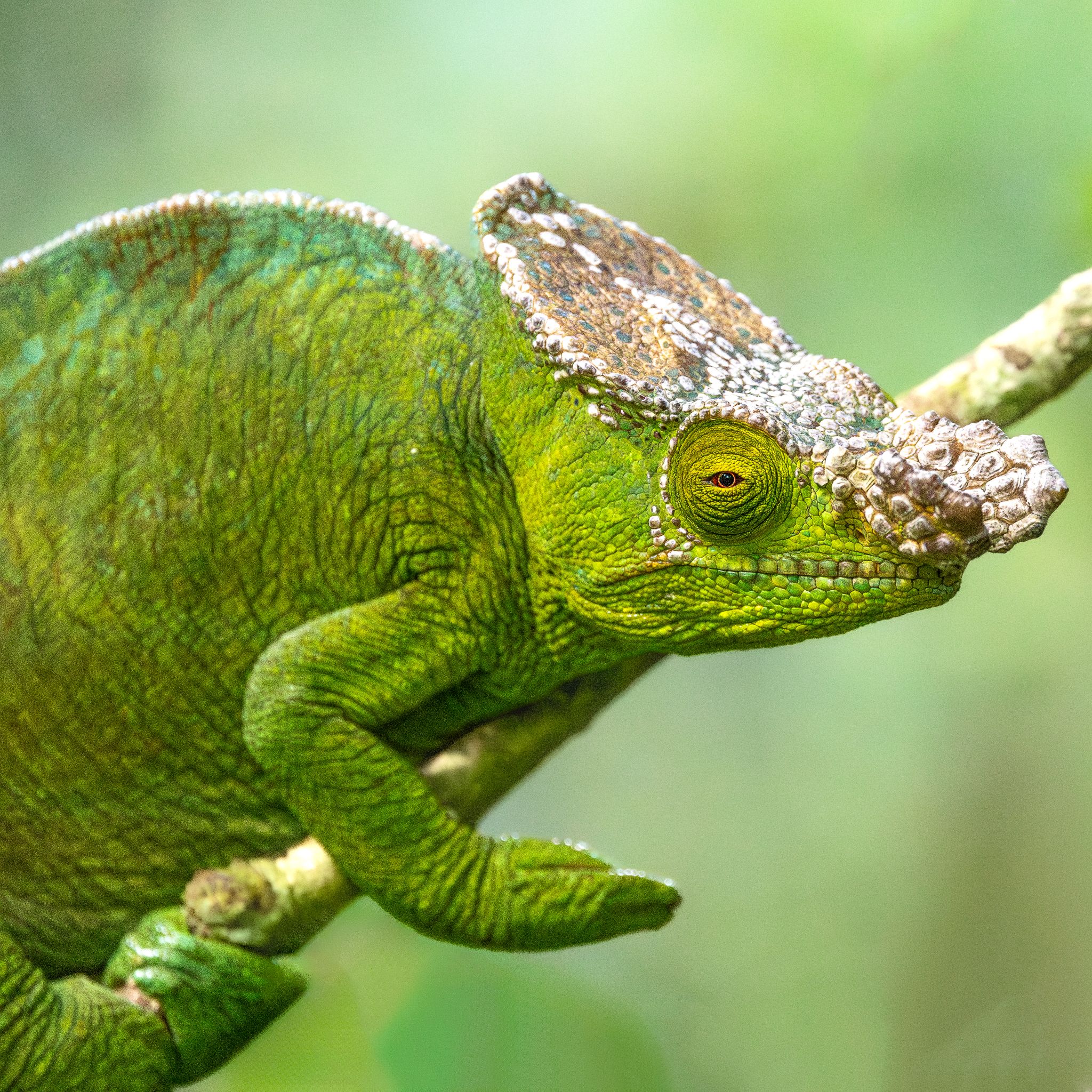 A Chameleon in Masoala National Park in Madagascar