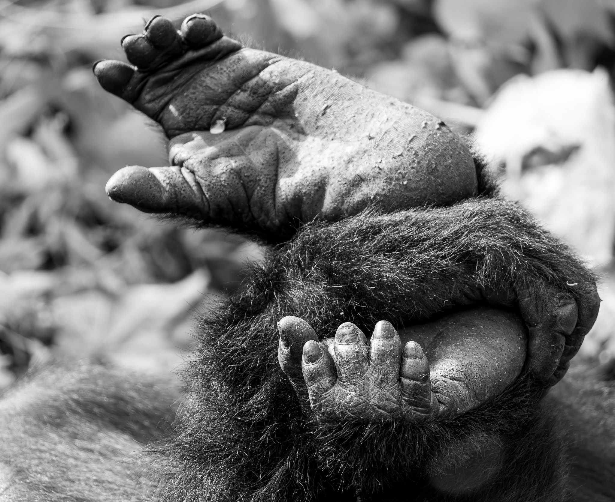 A Mountain Gorilla holind one of his hind feet  in Bwindi Impenetrable Forest National Park, Uganda.