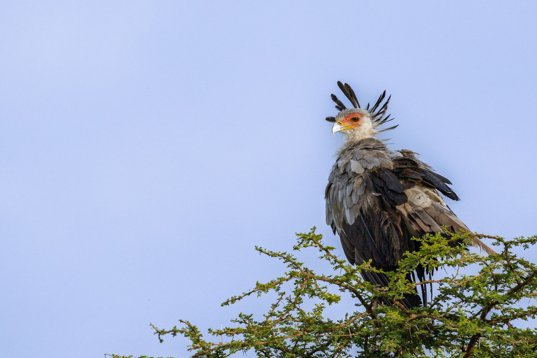 A Secretary Bird surveying the savanna in Ndutu, Tanzania