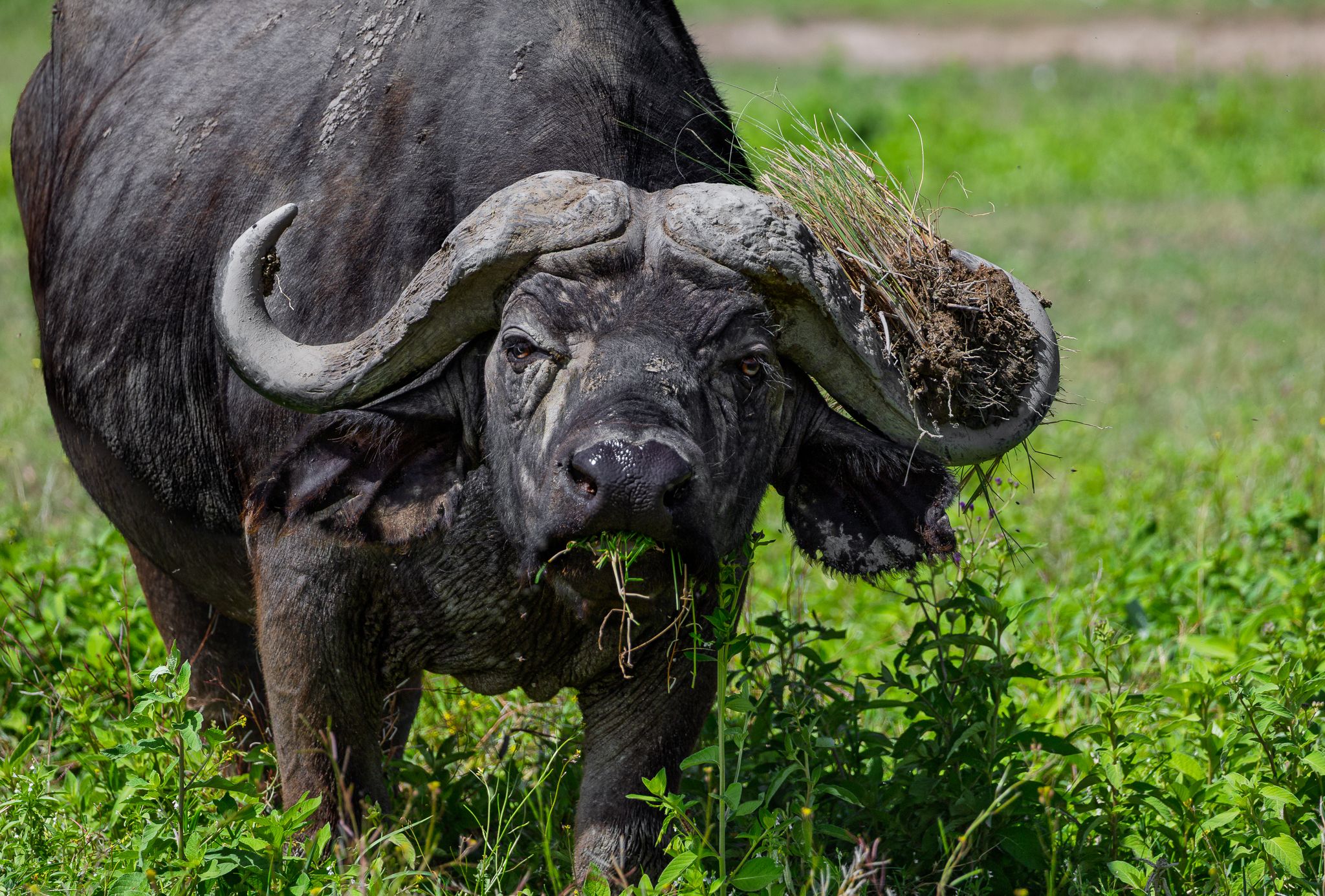 A Cape Buffalo taking a snack with him in his horns in Ngorongoro Crater, Tanzania