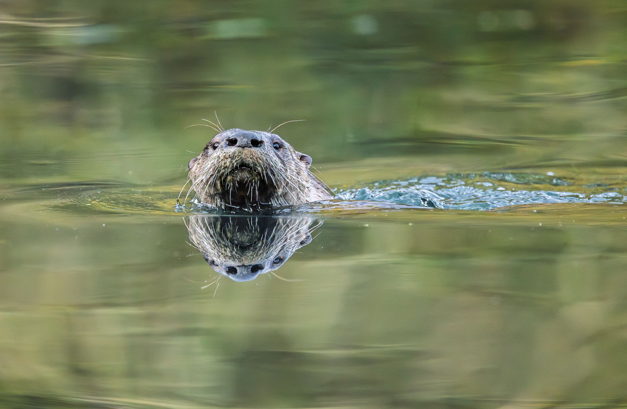 A North American River Otter taking a quick look while hunting for fish to eat.