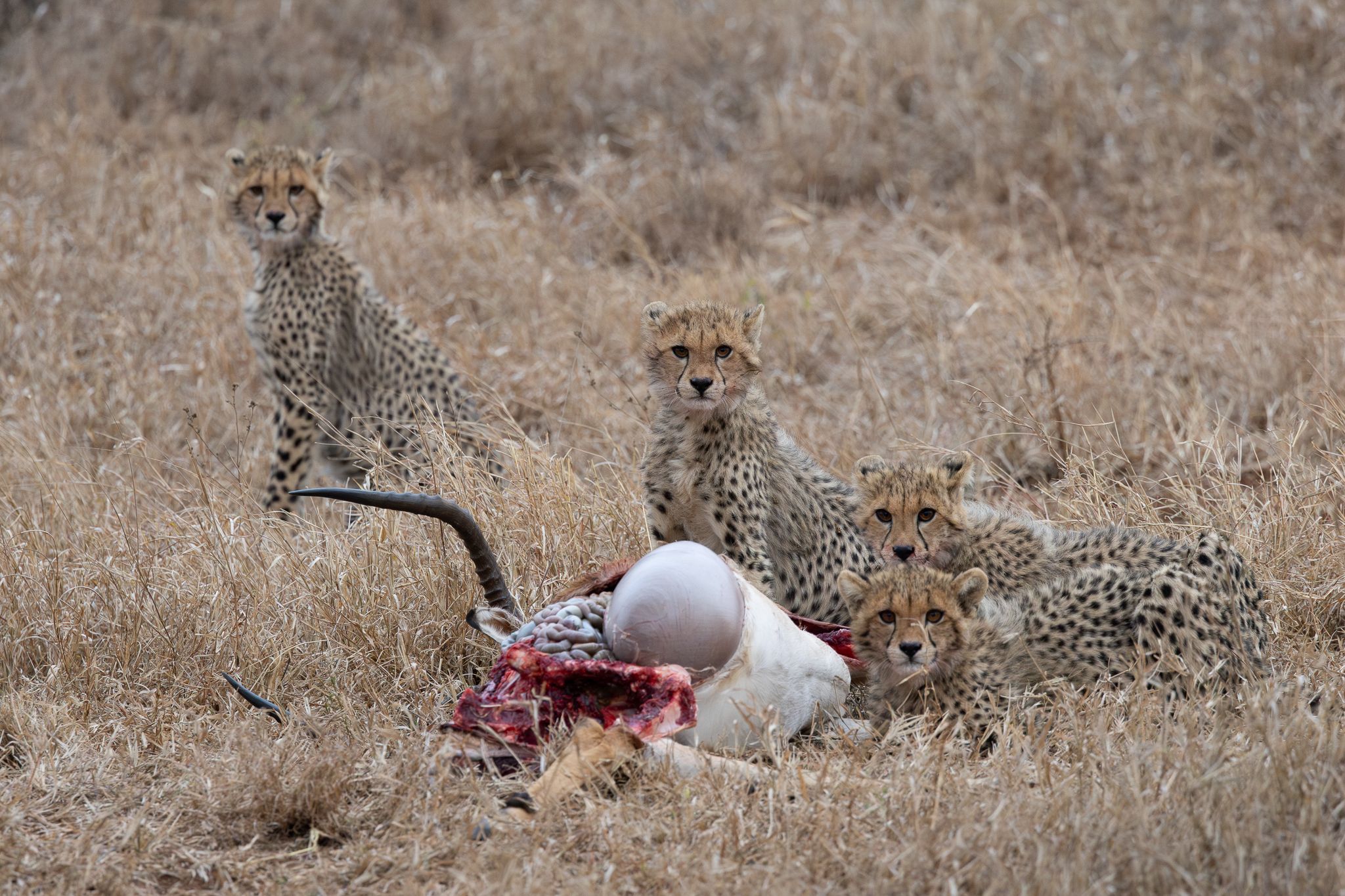Four Cheetah cubs eating on a recent kill. Hluhluwe-Imfolozi Park, South Africa.