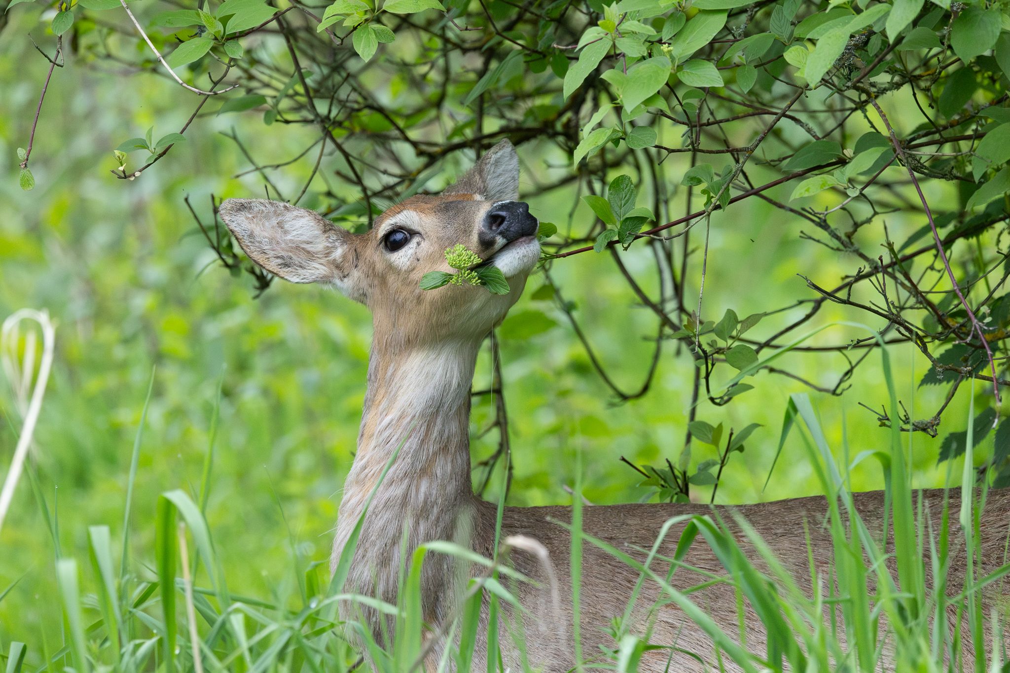 A White-tailed Deer browsing in Ridgefield National Wildlife Refuge