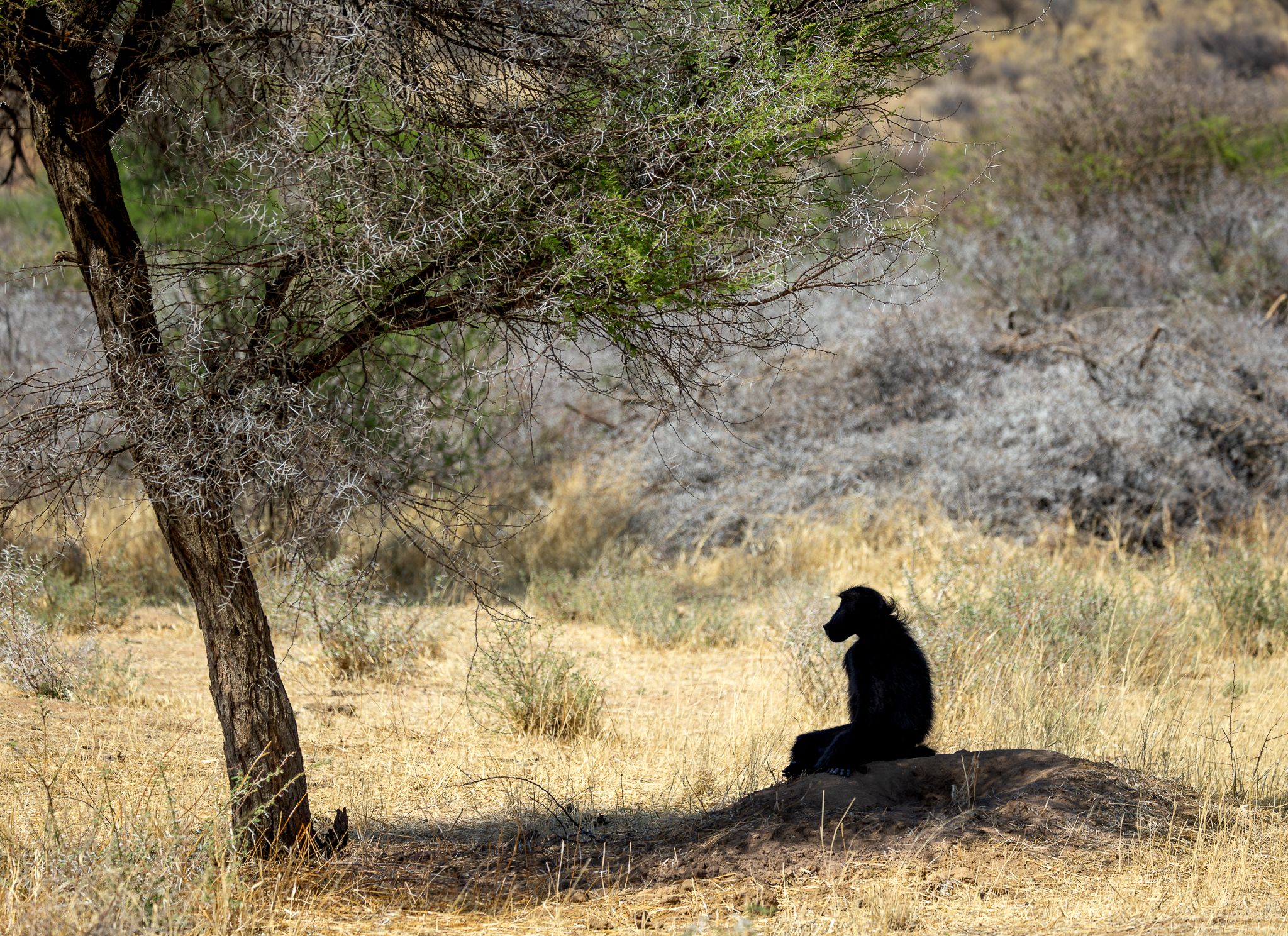A Baboon enjoy a shade tree in Namibia