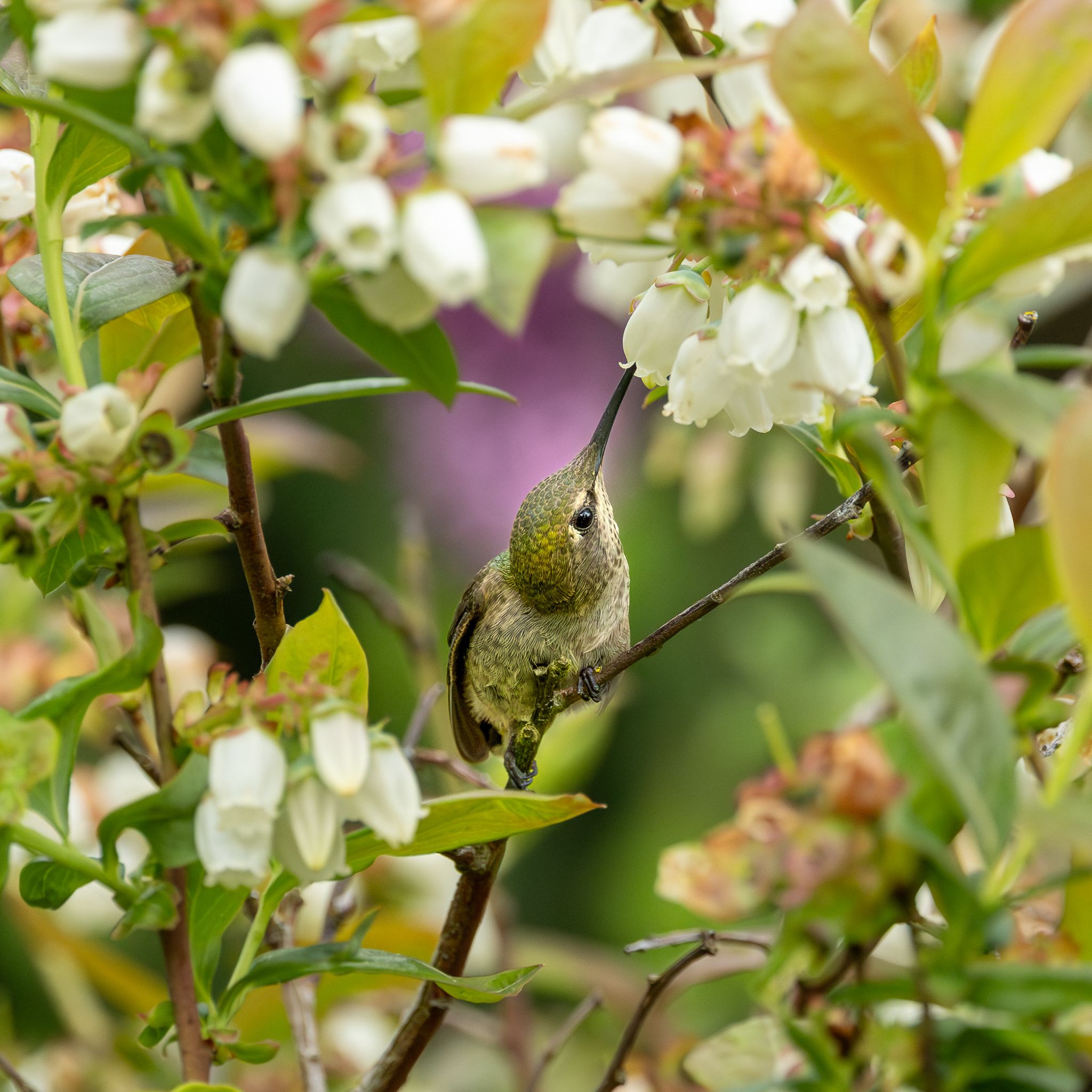An Anna's Hummingbird in Washington State