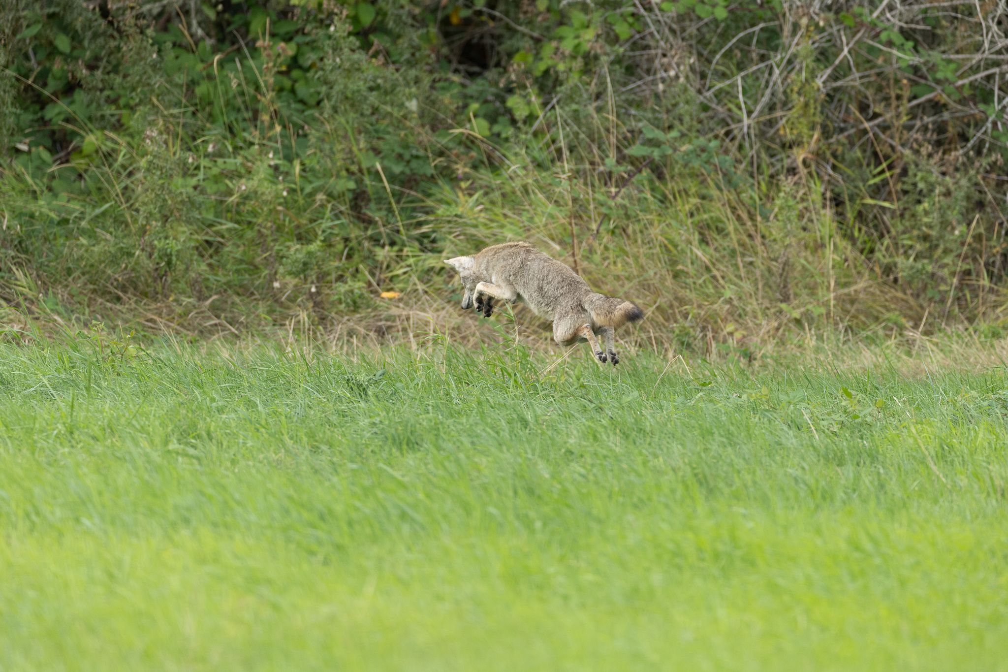 A coyote pouncing in Ridgefield National Wildlife Refuge.