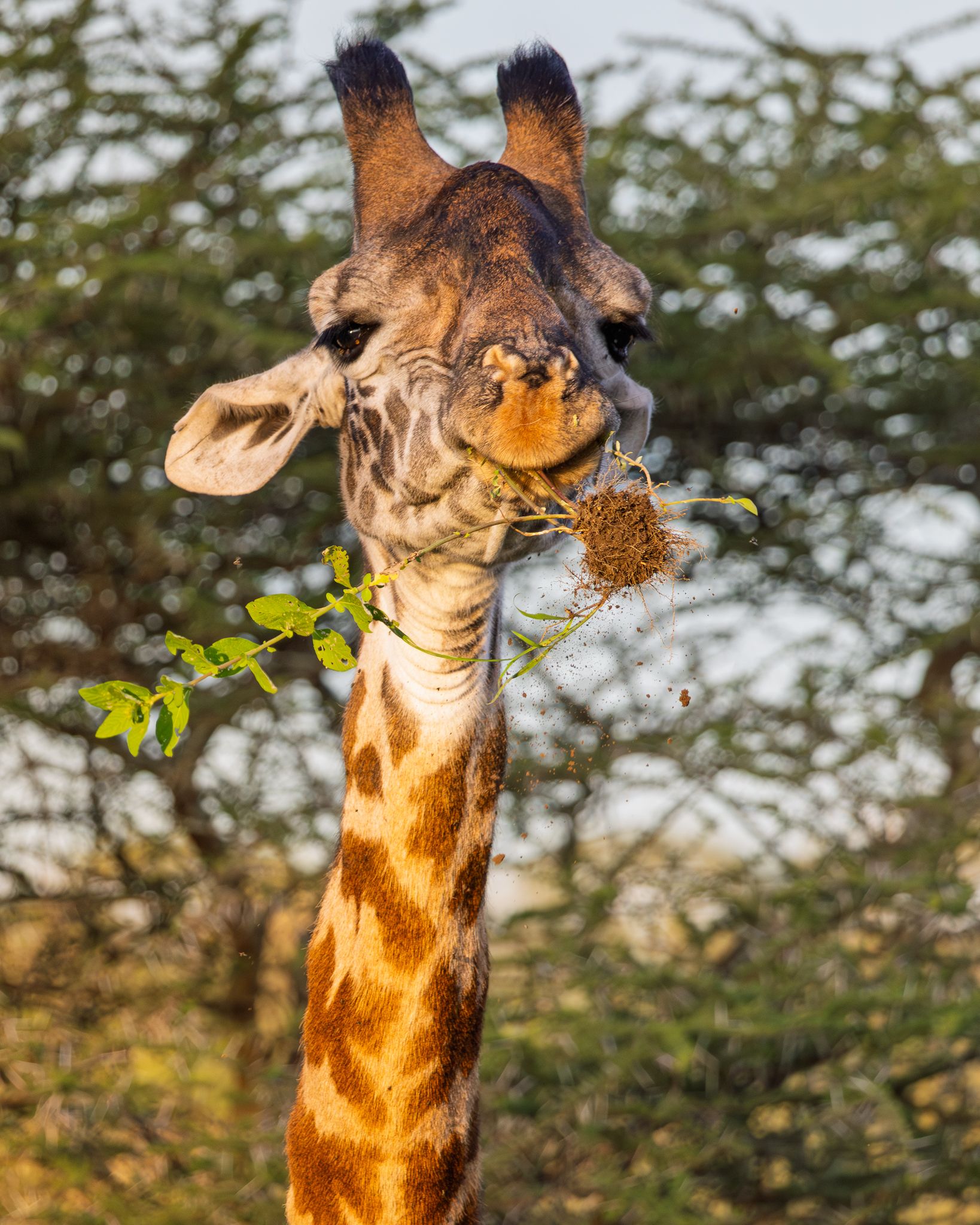 A Masai Giraffe having a snack in Ndutu, Tanzania