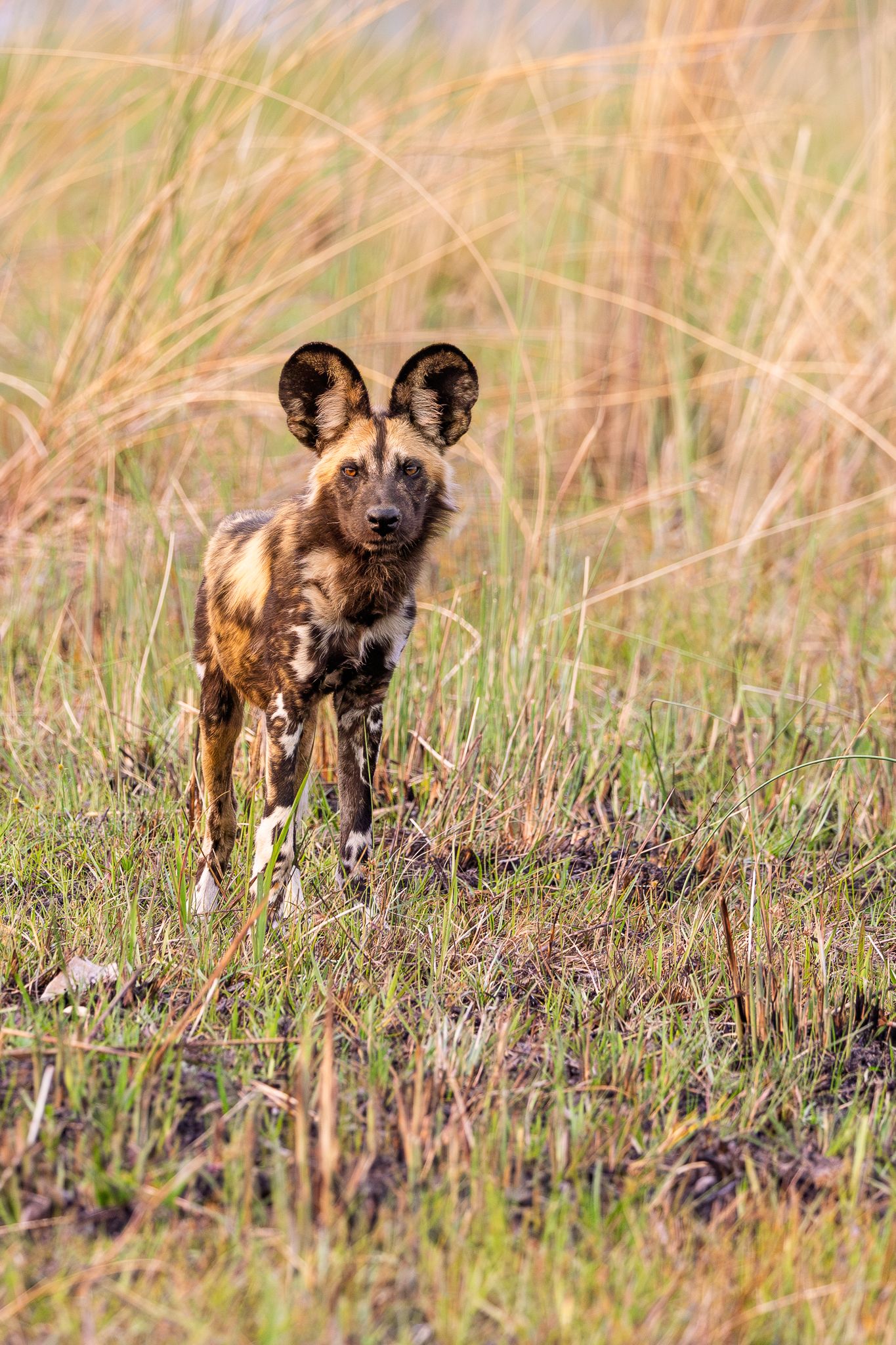 An African Wild Dog in the Okavango Delta, Botswana.
