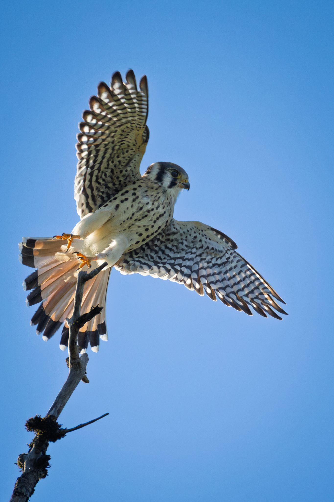 An American Kestral taking off in Washington State.