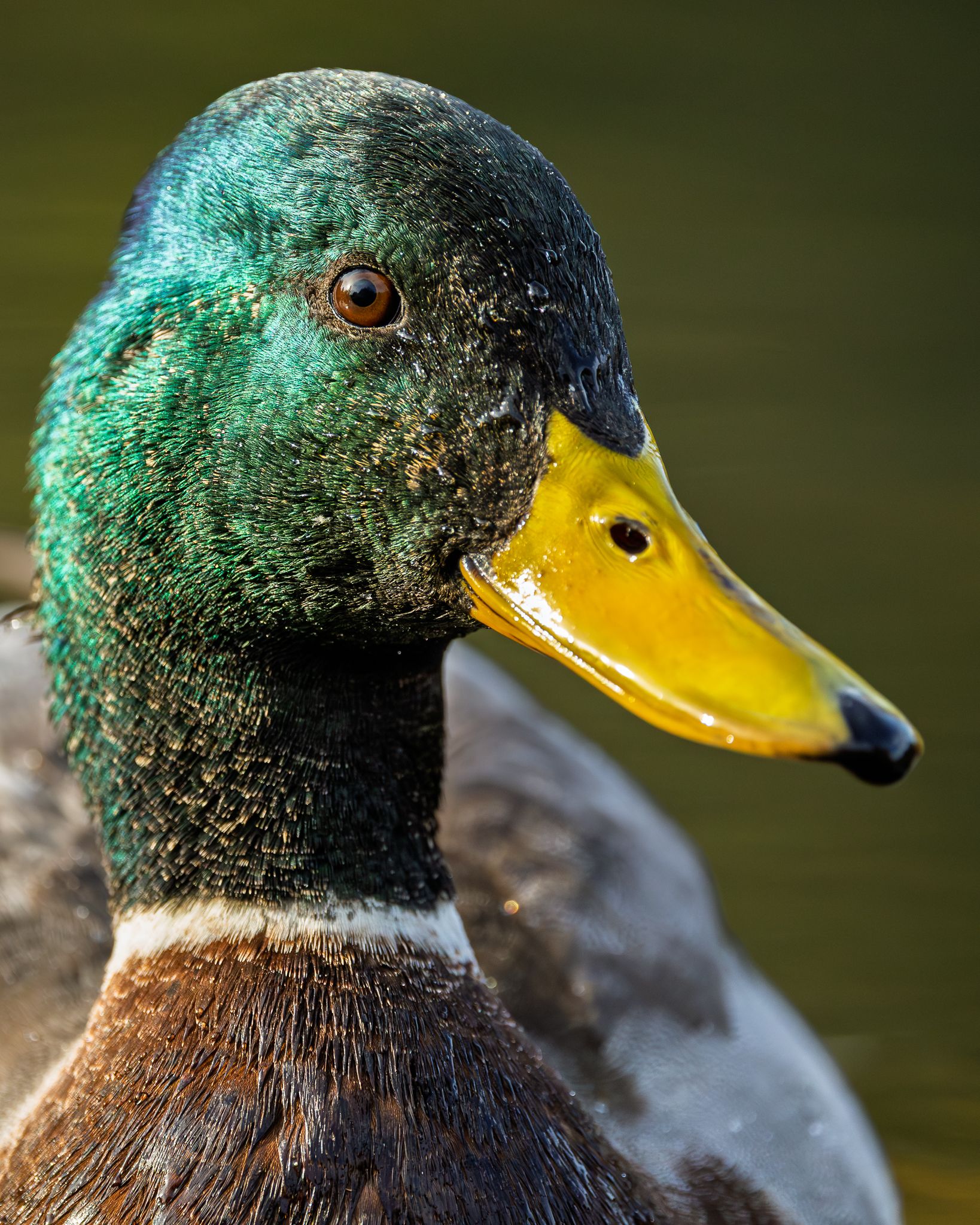 A close-up of a male Mallard Duck.