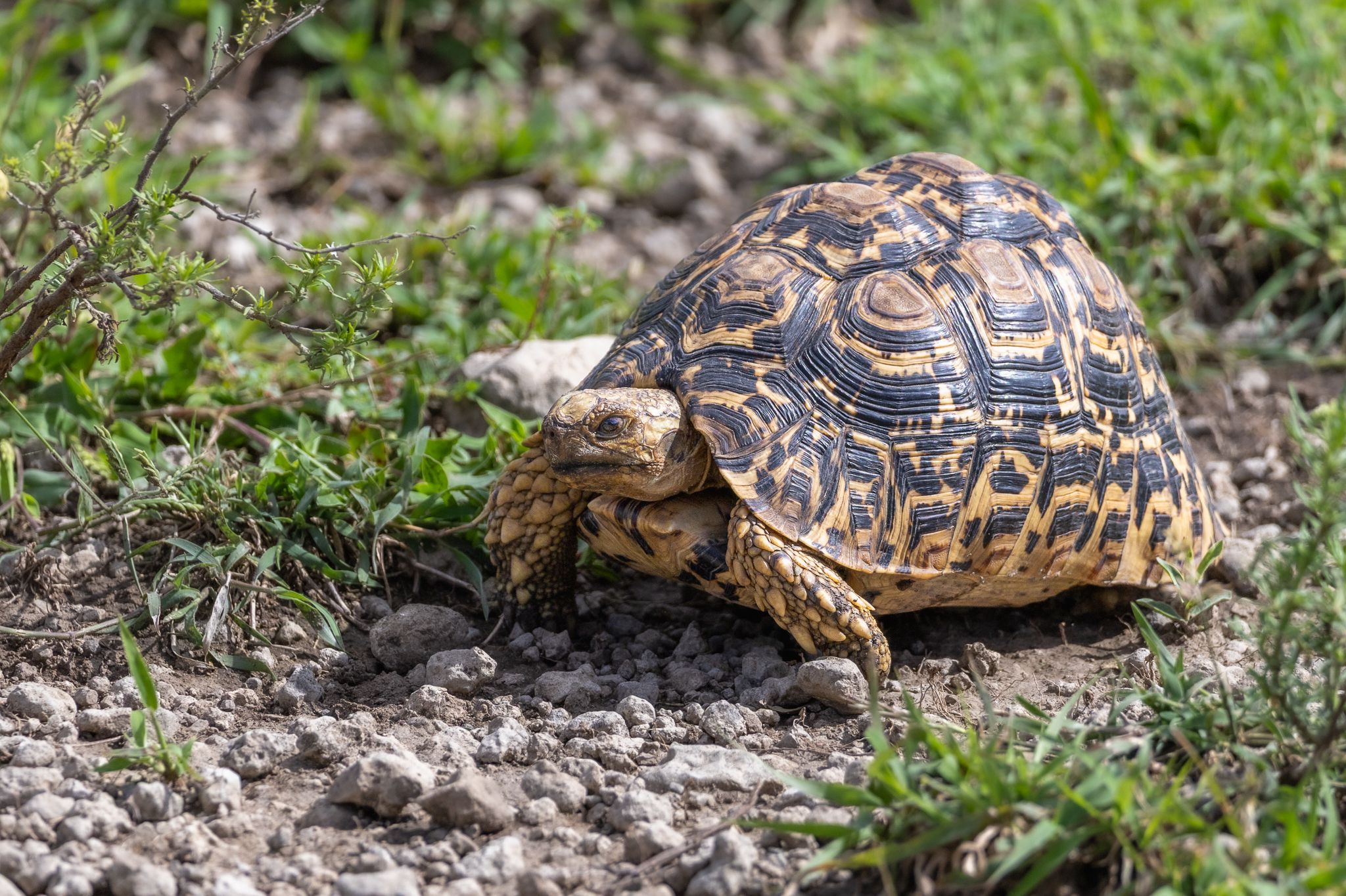 A tortoise in Ndutu, Tanzania