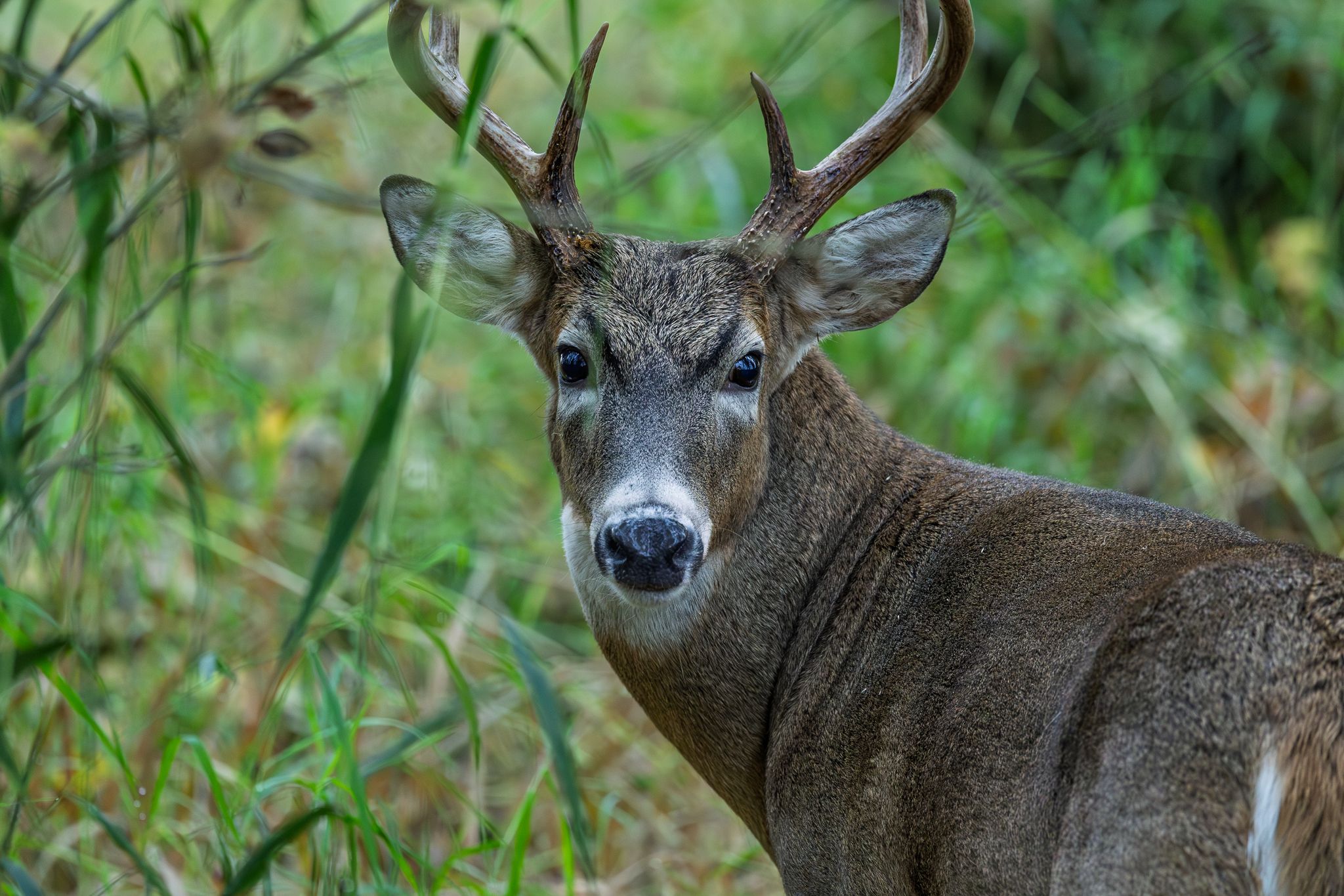 A White-tailed deer in Ridgefield National Wildlife Refuge