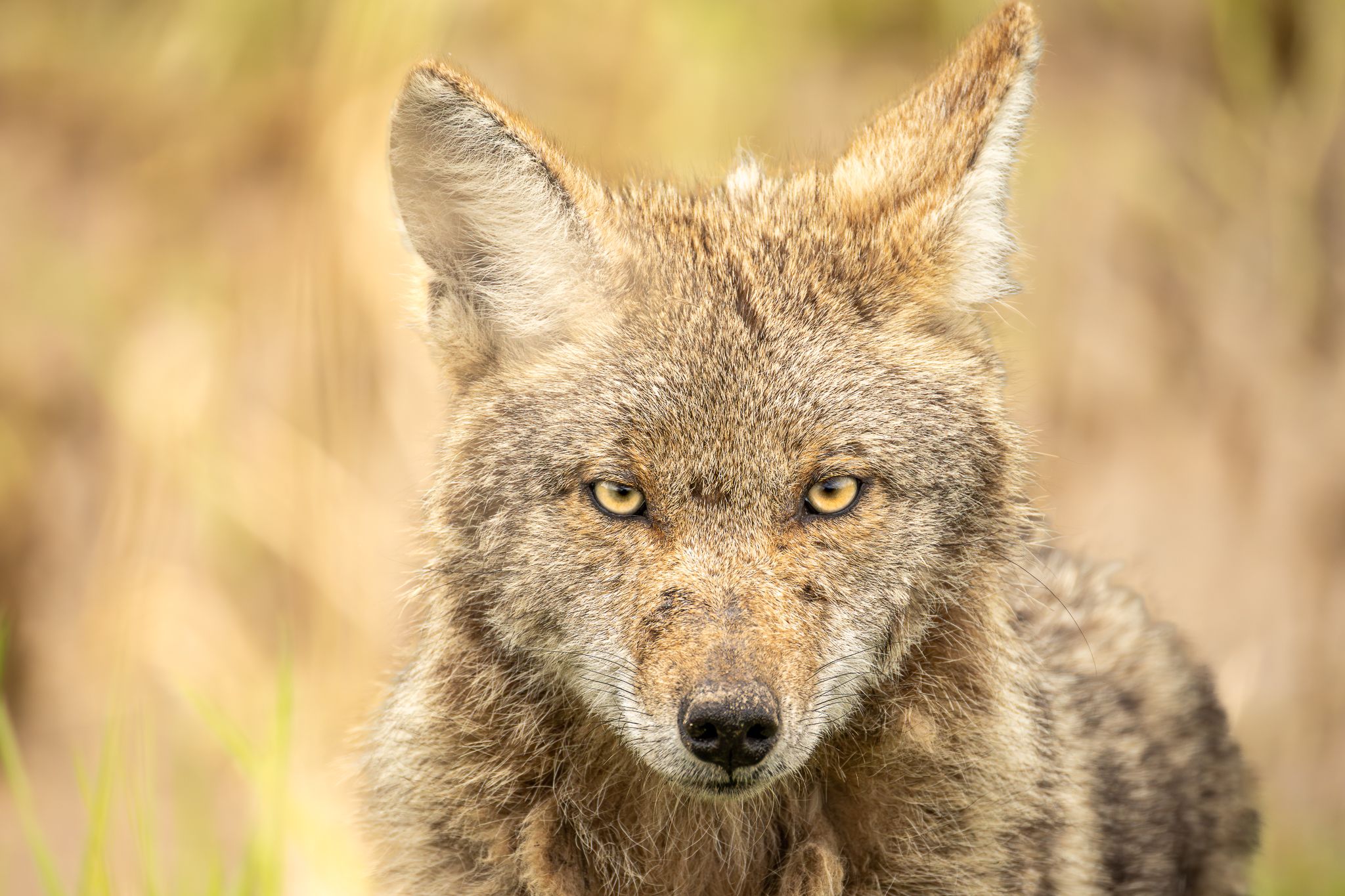 A Coyote in Ridgefield National Wildlife Refuge