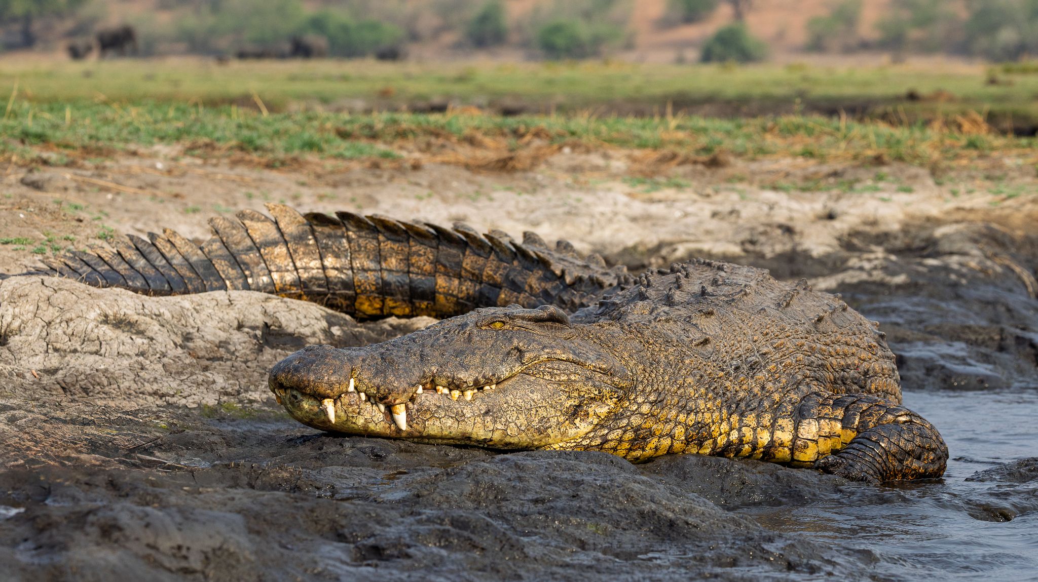 A Nile Crocodile resting on the banks of the Chobe river, Botswana.