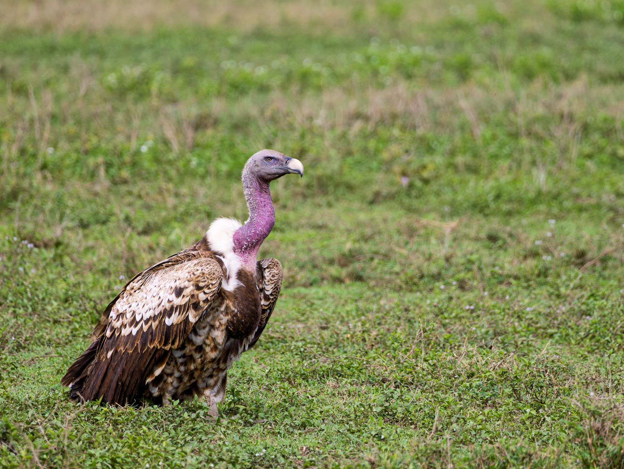 A Rüppell's Griffon in the Serengeti.