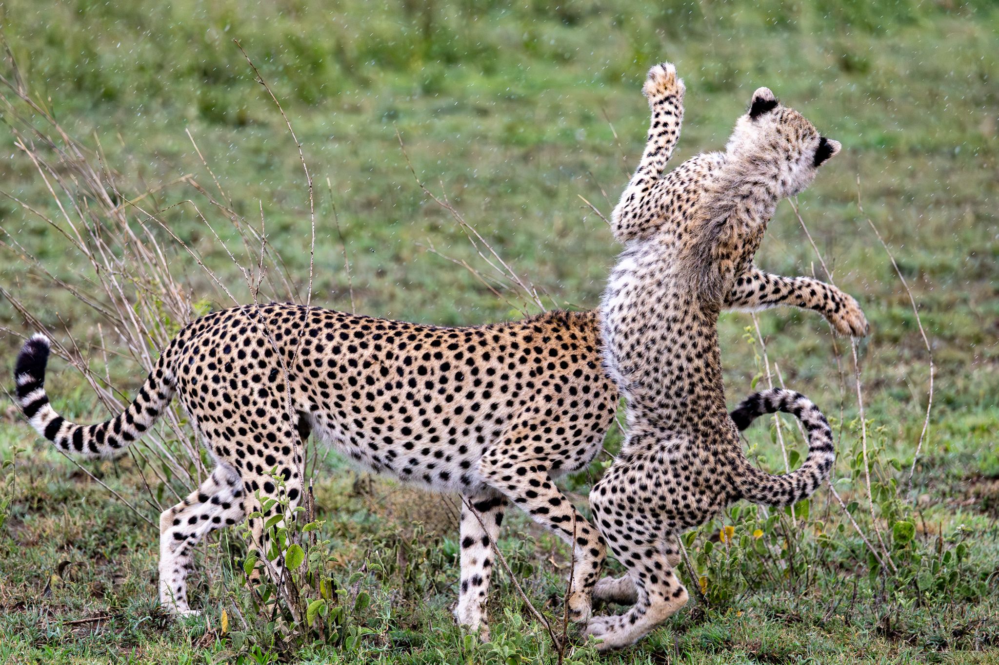 A cheetah cub playing with mom in Serengeti National Park, Tanzania