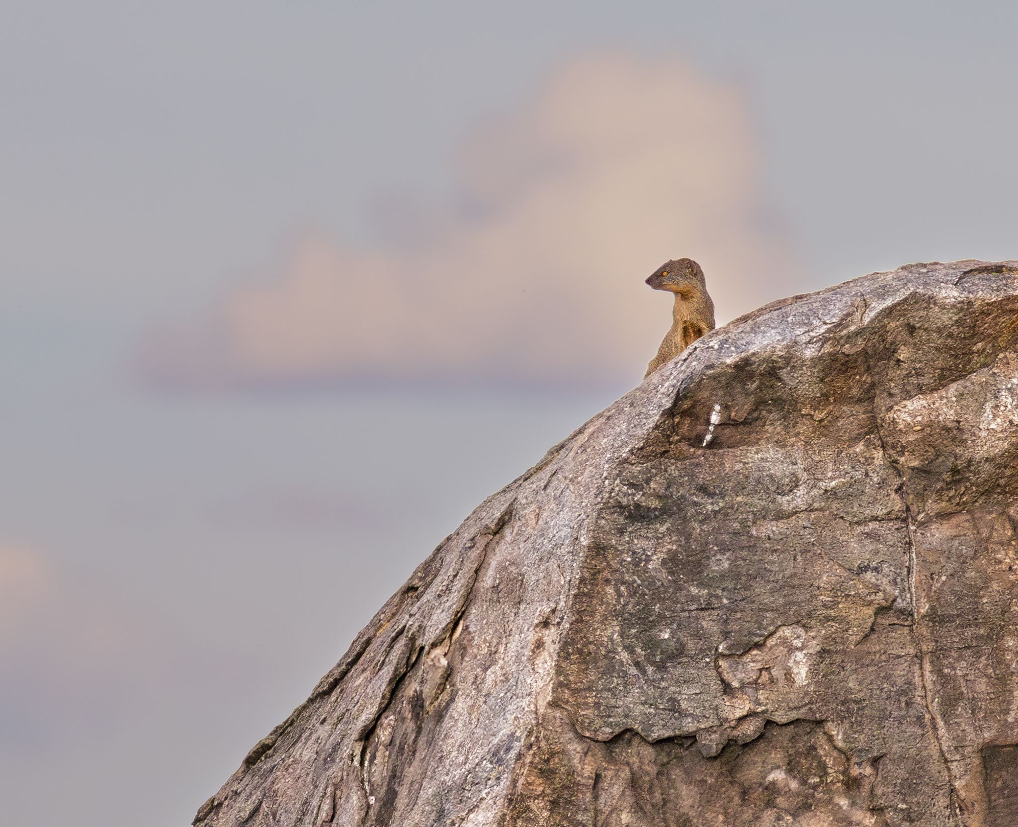 A Mongoose on watch in Serengetia National Park, Tanzania.