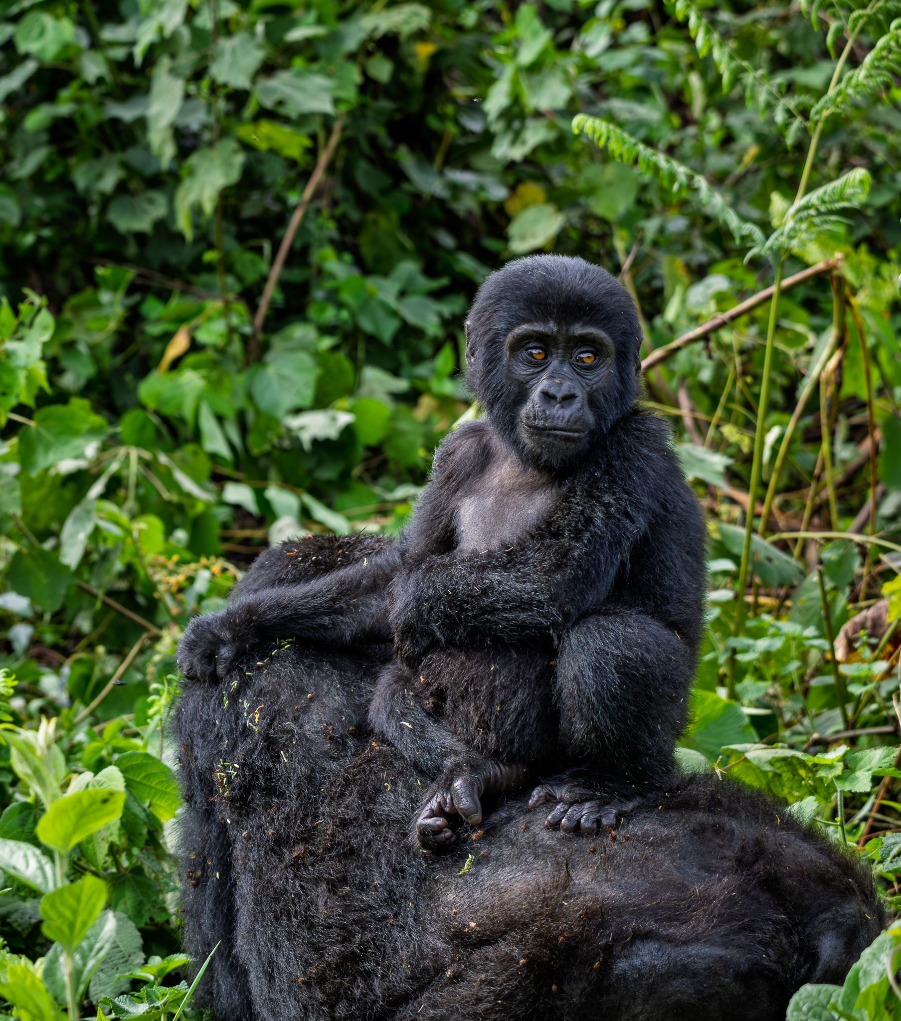 A young Mountain Gorilla riding on mom's back in Bwindi Impenetrable Forest National Park, Uganda.