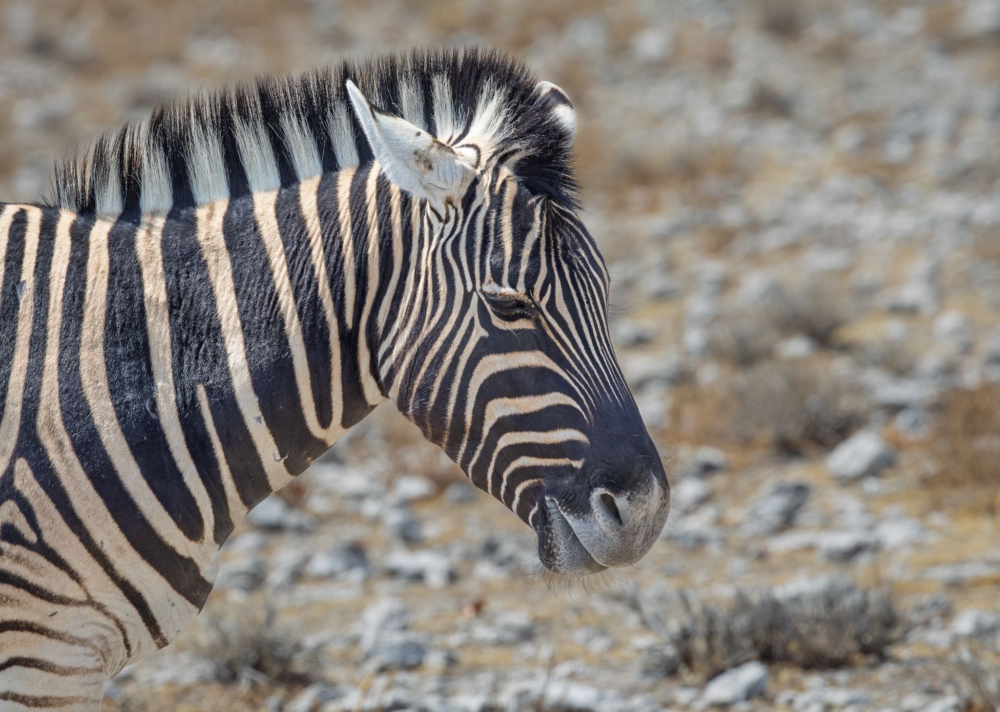 A Hartmann's Mountain Zebra in Etosha National Park, Namibia